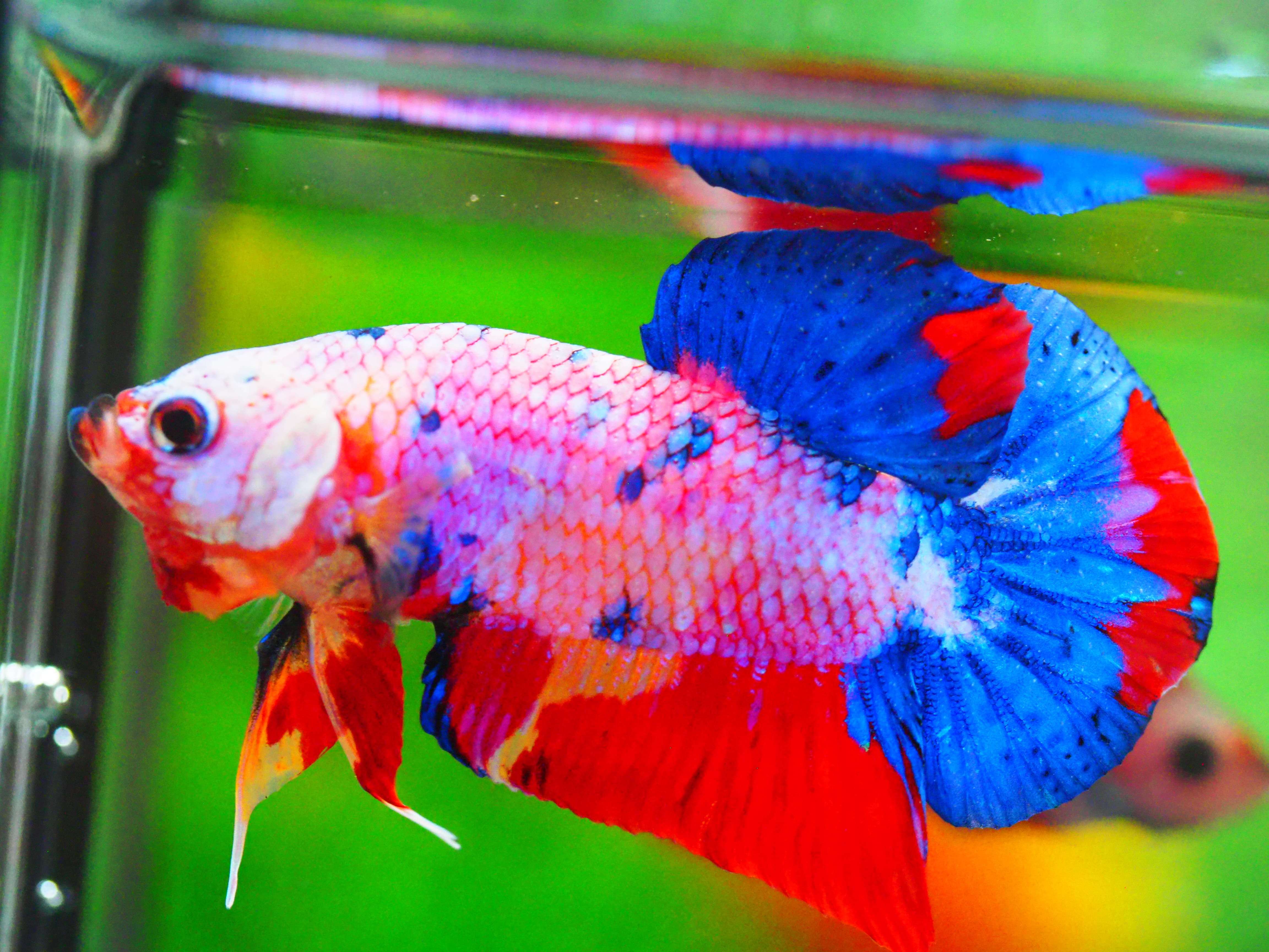 HMPK FANCY MALE GRADE A +++