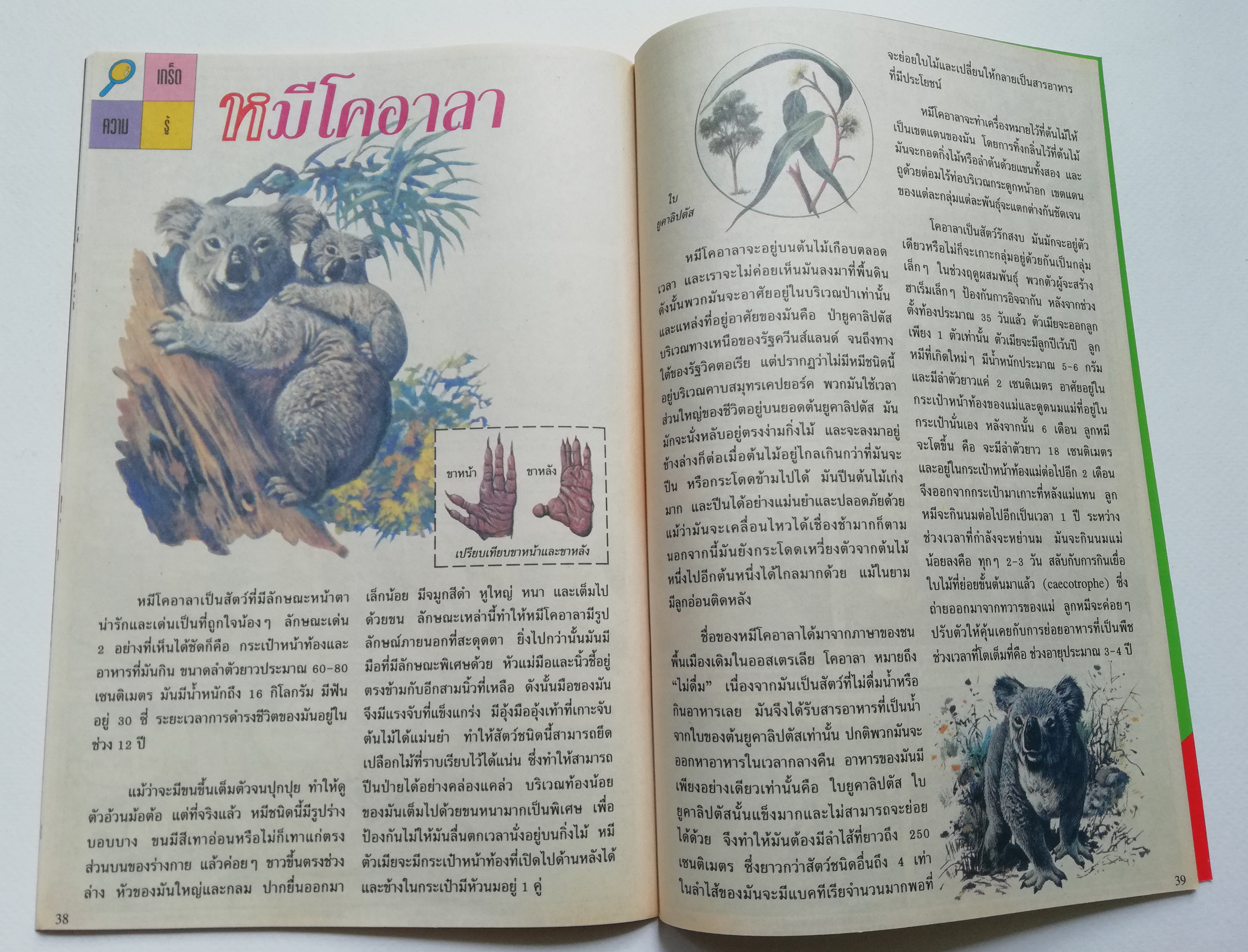 หนังสือการ์ตูนจาก Walt Disney's Donald Duck Adventure โดนัลดั๊ก ผจญภัย ฉบับที่ 158 การ์ตูนภาษาไทย-อังกฤษ ตอน อยู่เพื่อกิน และโดนัลด์เหินเวหา