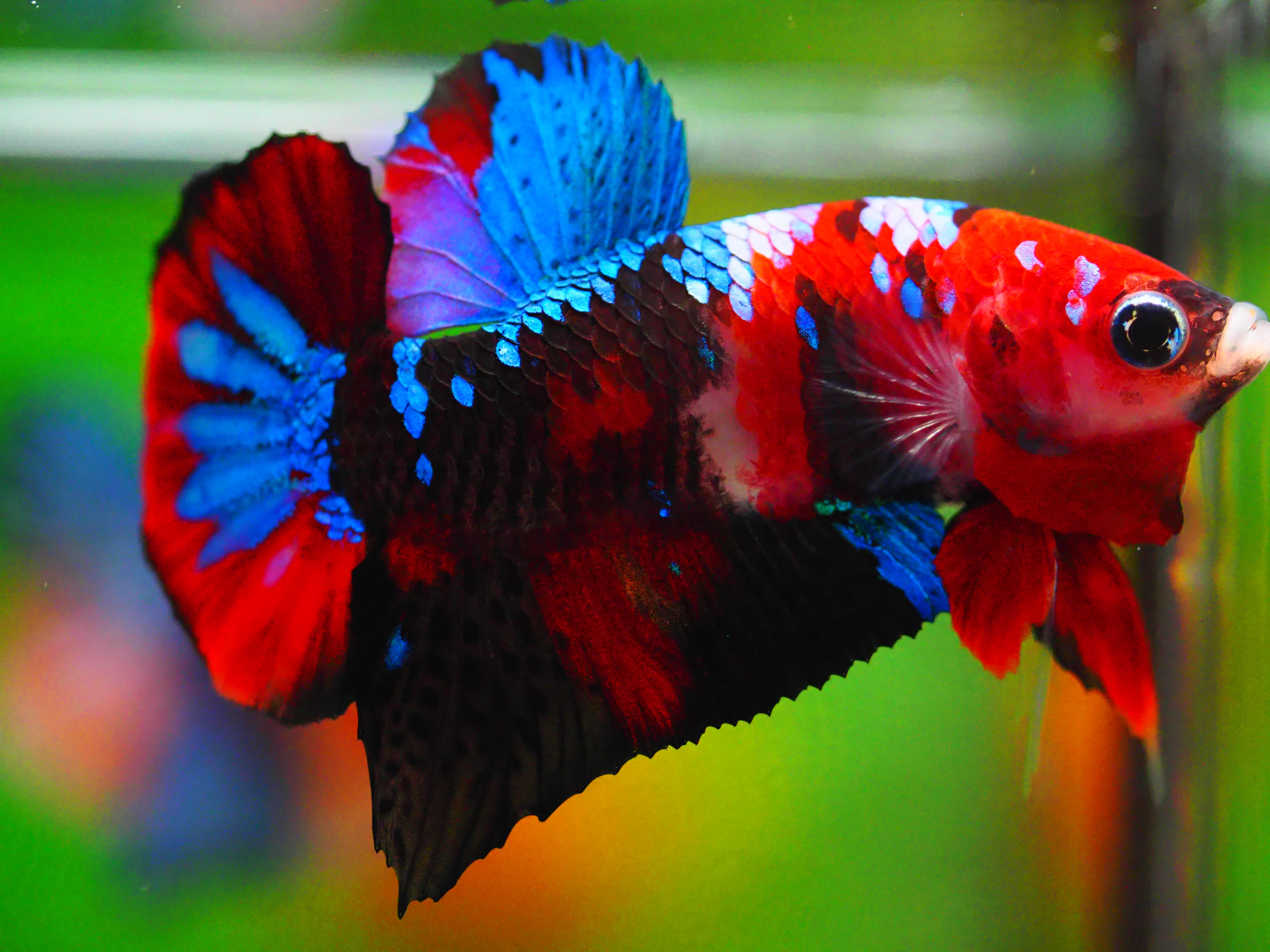 HMPK KOI GALAXY MALE GRADE A +++