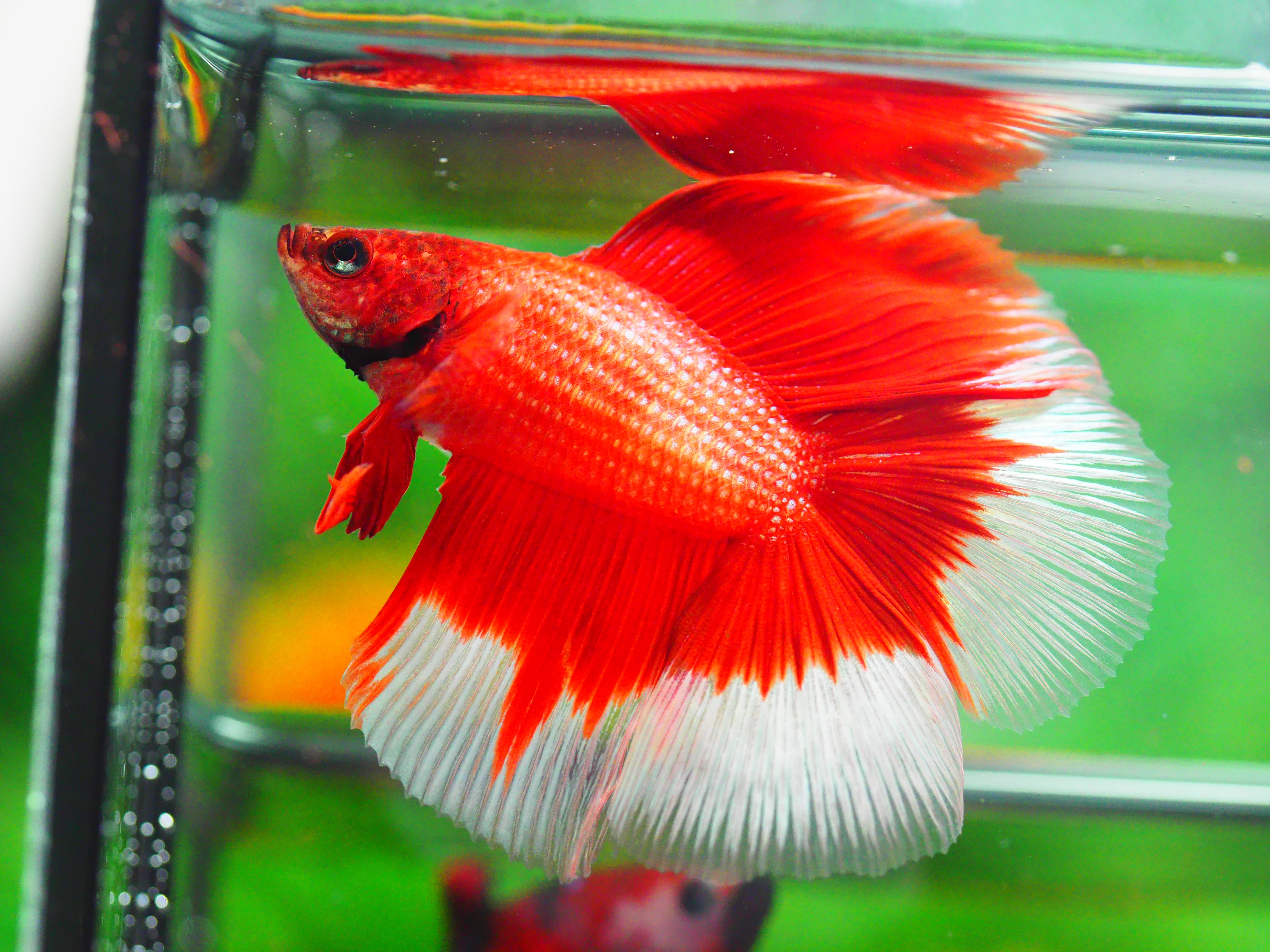 DT FANCY MALE GRADE A +++