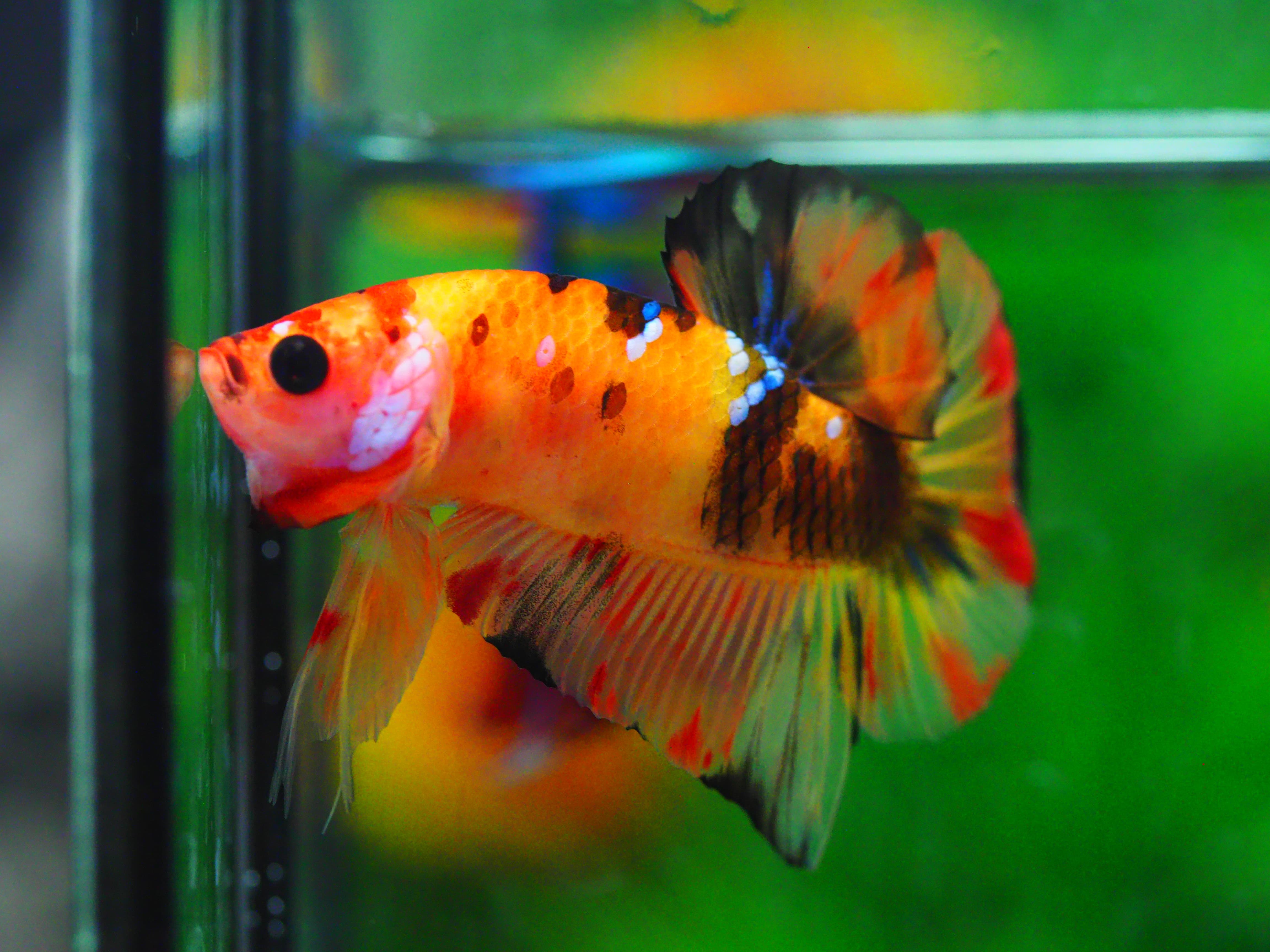 HMPK NEMO MALE GRADE A +++