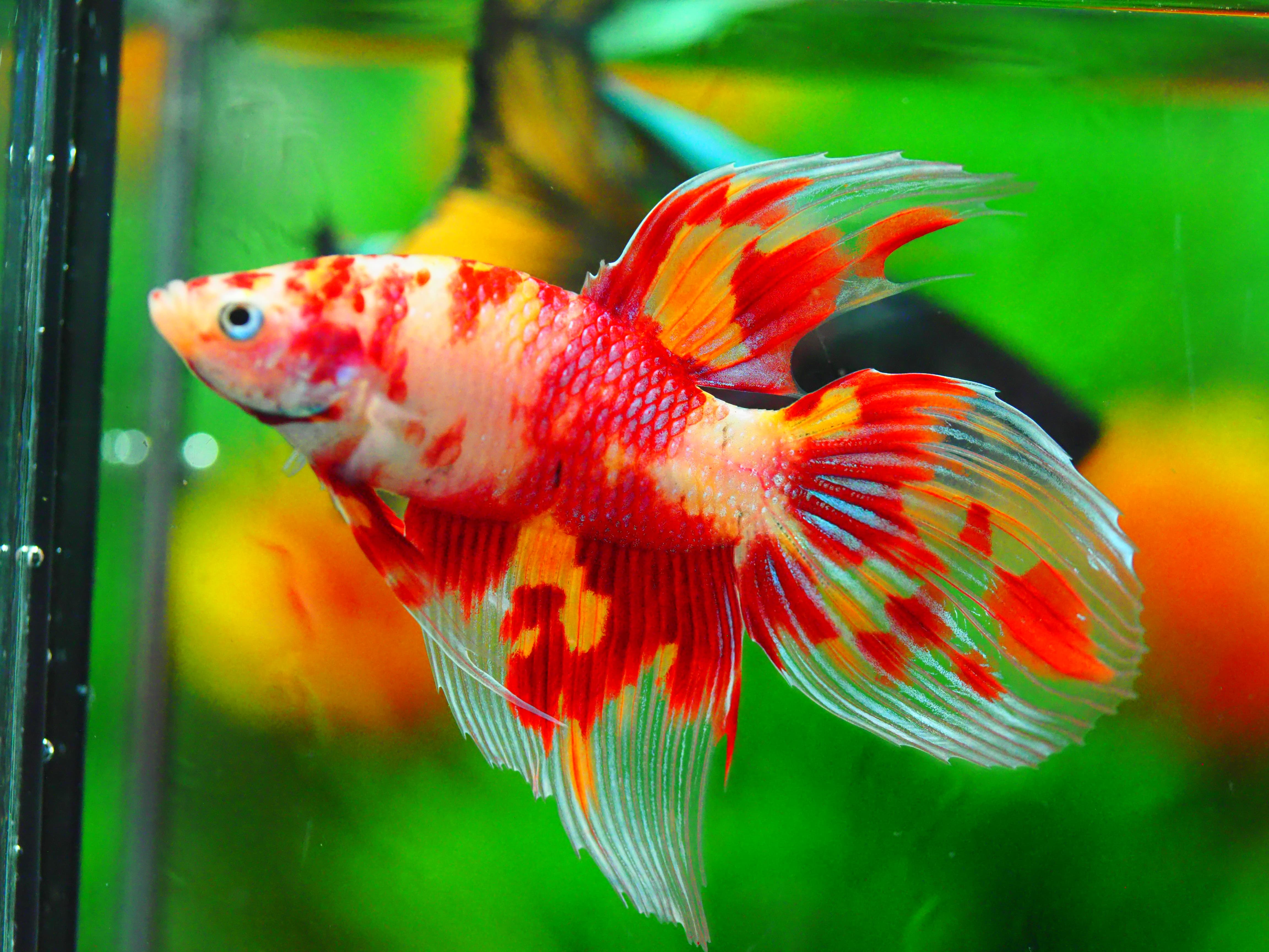 VT NEMO MALE GRADE A +++