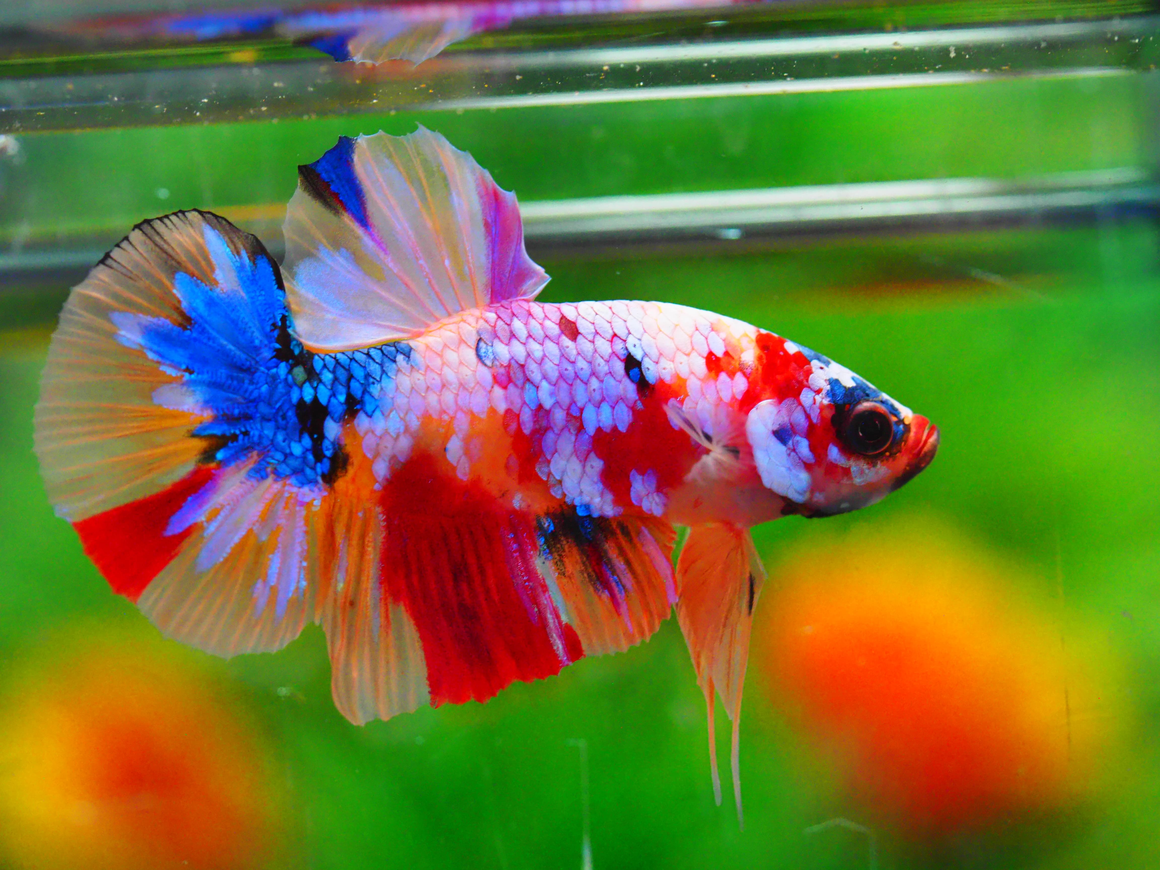 HMPK NEMO GALAXY MALE GRADE A +++