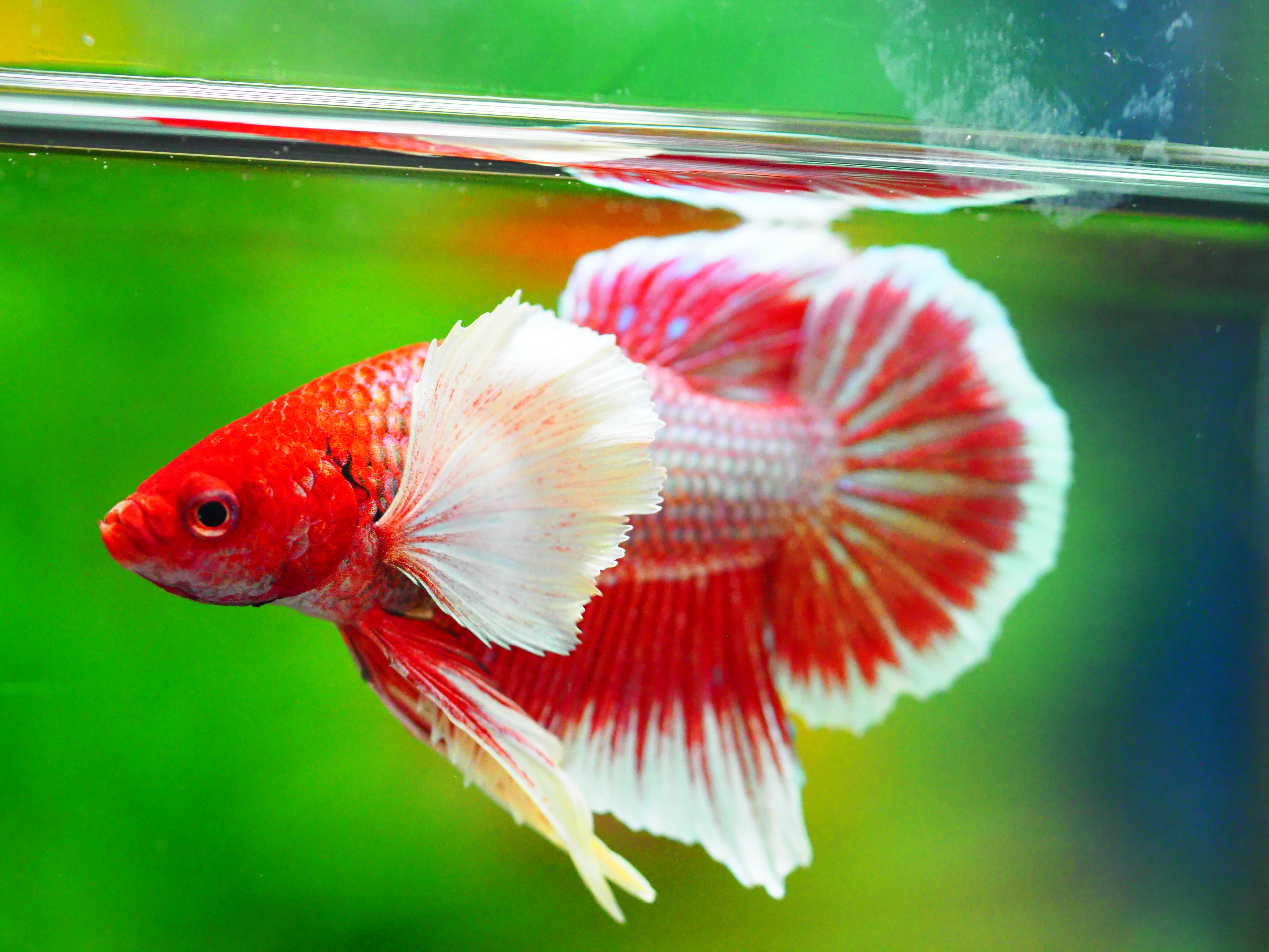 HMPK DUMBO MALE GRADE A +++