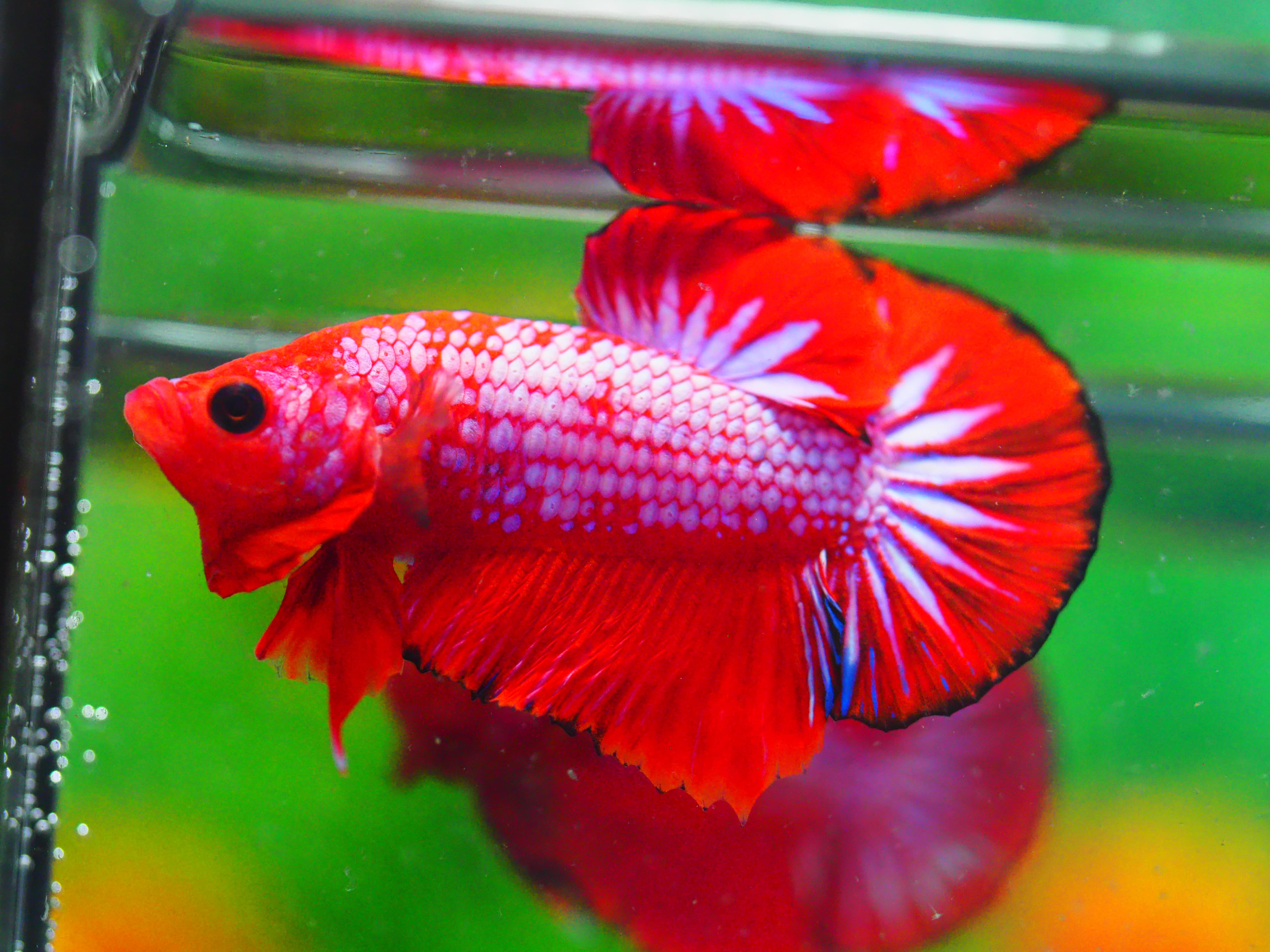 HMPK FANCY MALE GRADE A +++