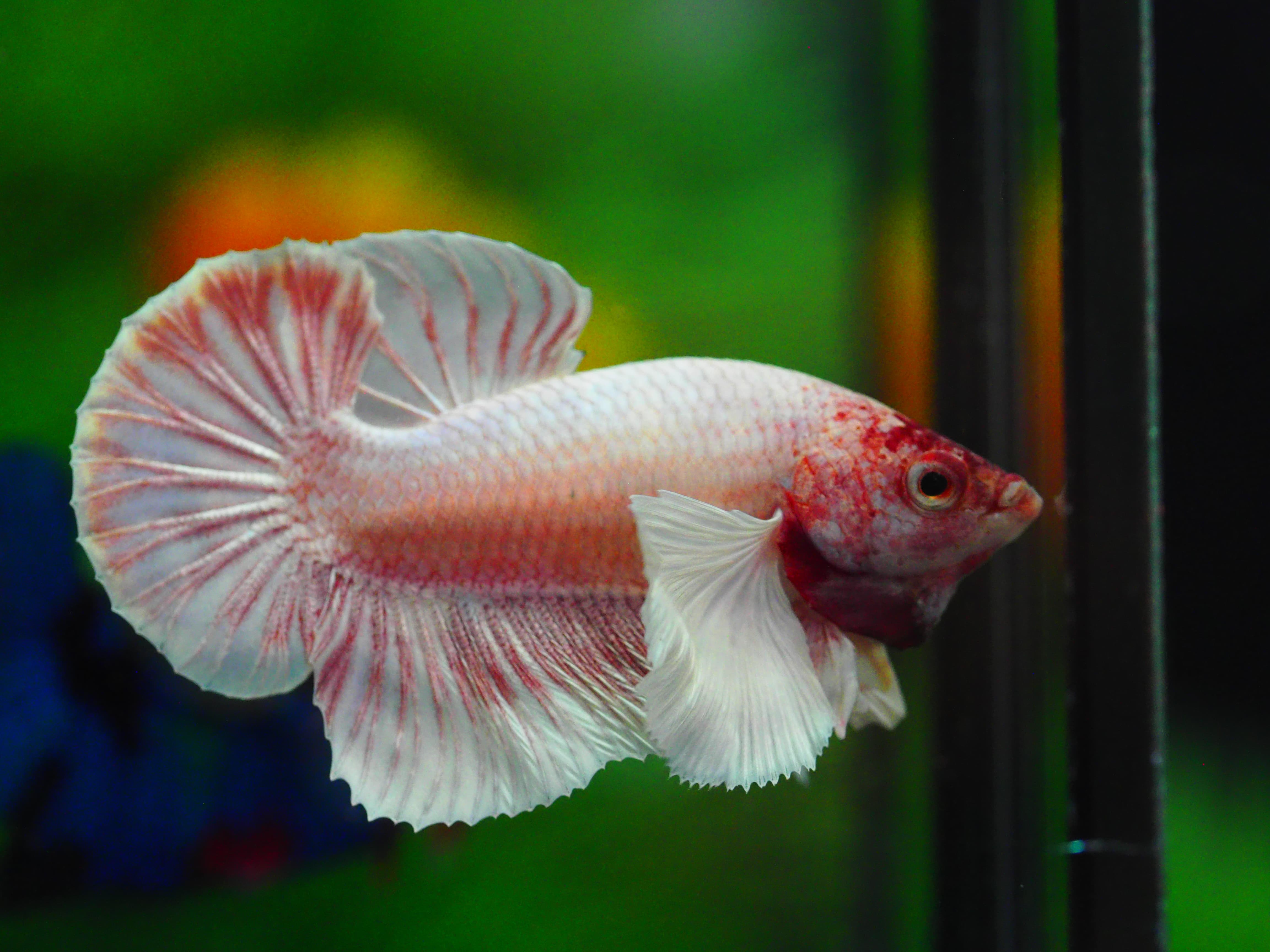 HMPK DUMBO MALE GRADE A+++