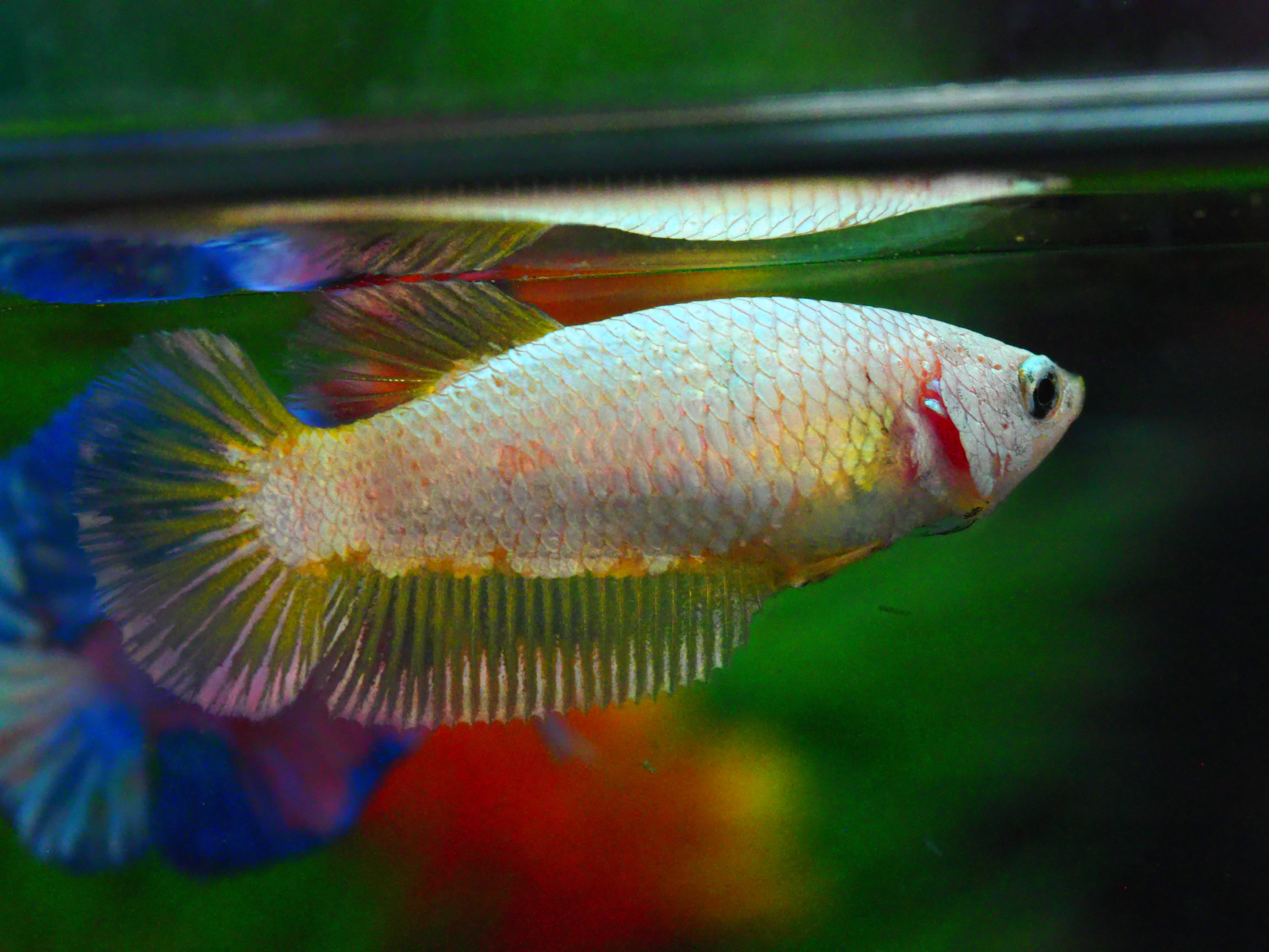 HMPK FANCY FNMALE GRADE A +++