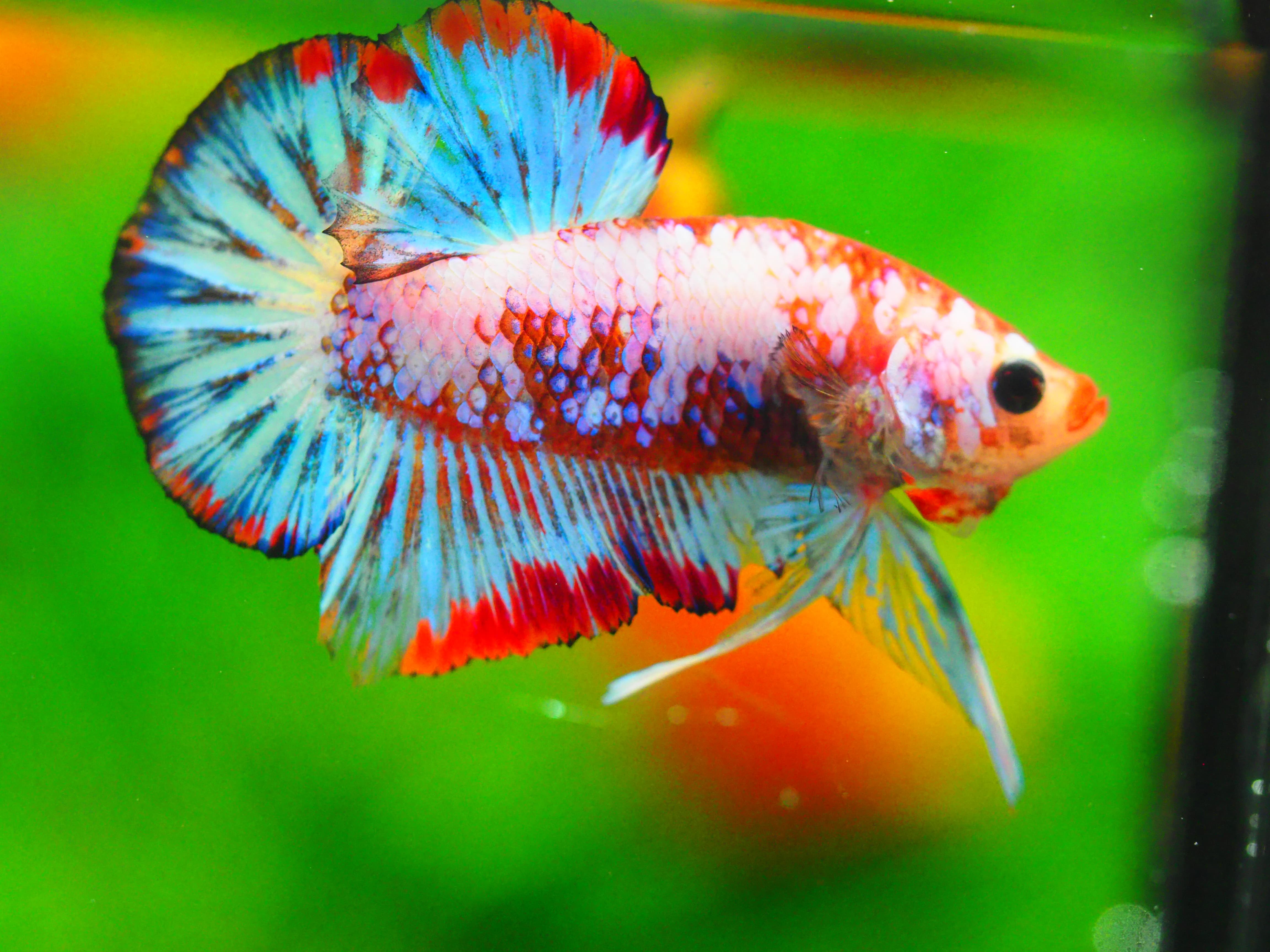 HMPK FANCY MALE GRADE A +++