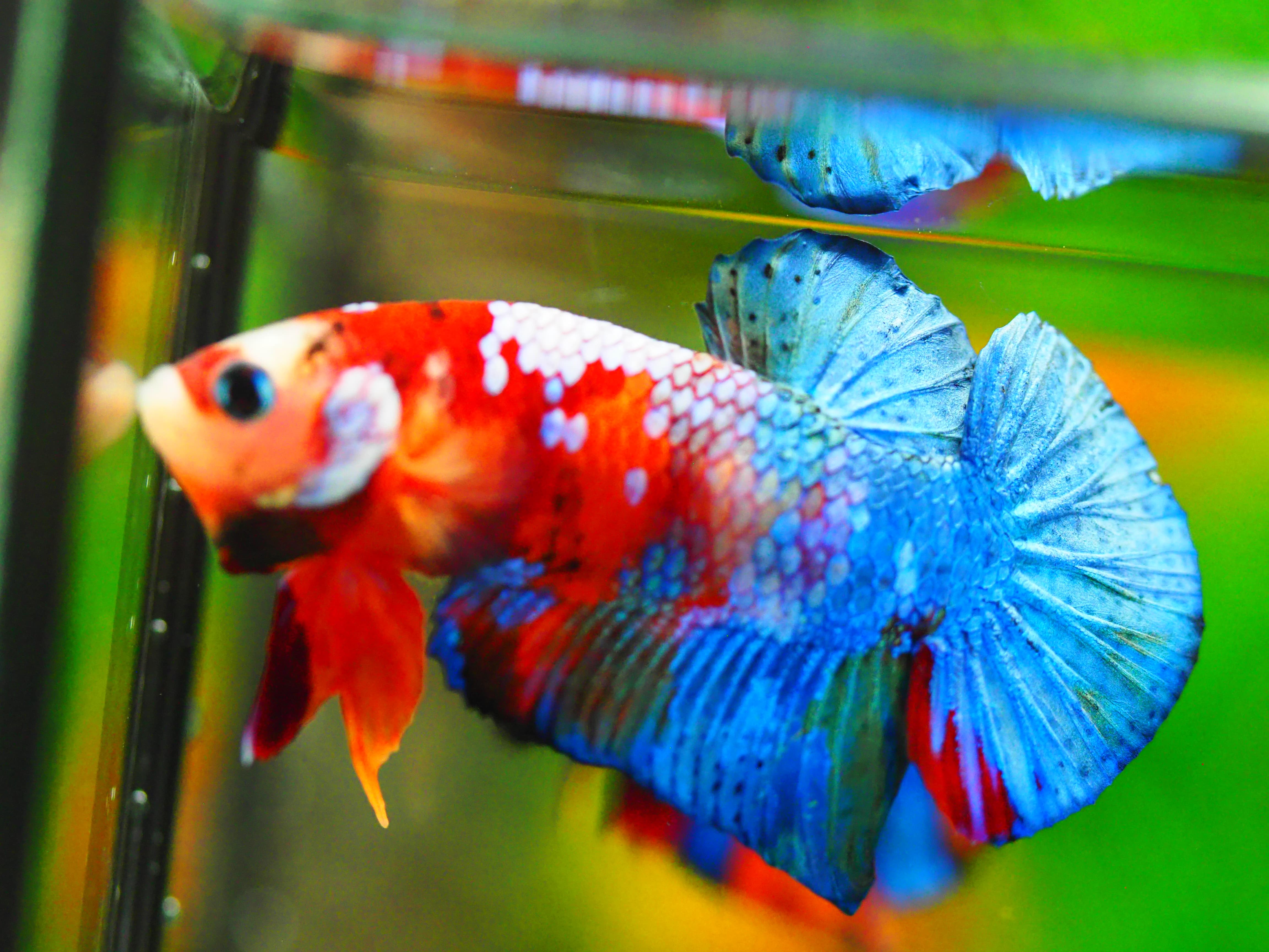 HMPK KOI GALAXY MALE GRADE A +++