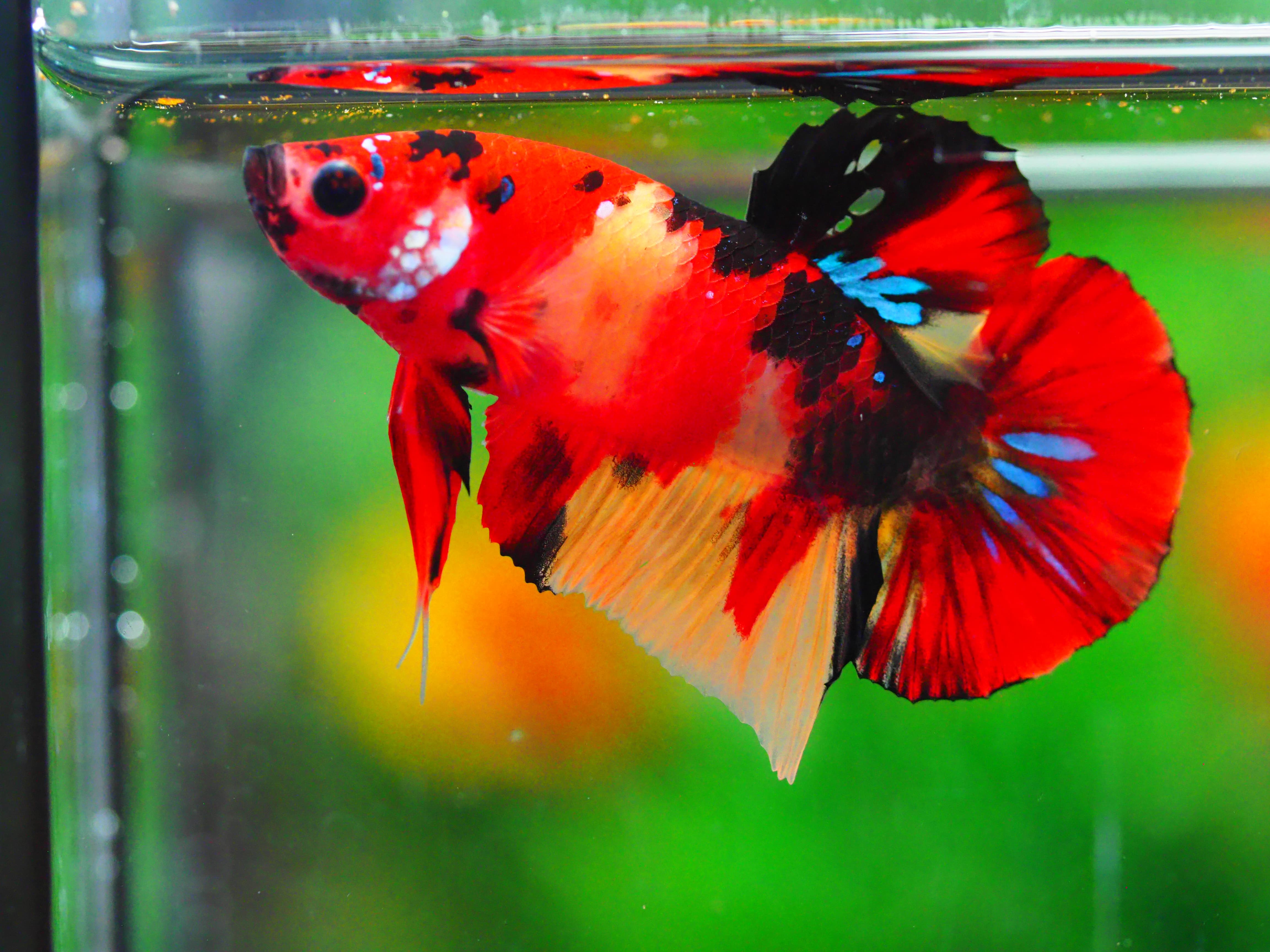 HMPK NEMO GALAXY MALE GRADE A +++