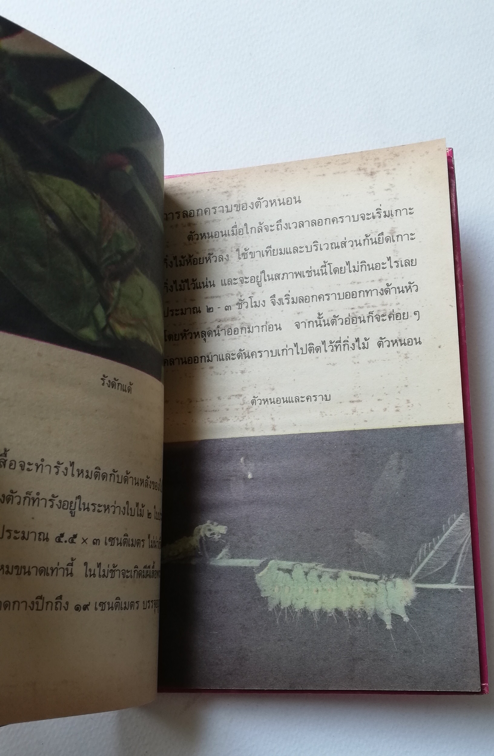 มีหลายภาพ, หน้าแรกมีตำหนิ ตามภาพ หนังสือเล่มเล็ก หนังสือชุดความรู้ไทยขององค์การค้าคุรุสภา ,ผีเสื้อแสนสวย พิมพ์ครั้งที่ 2 ปี 2527