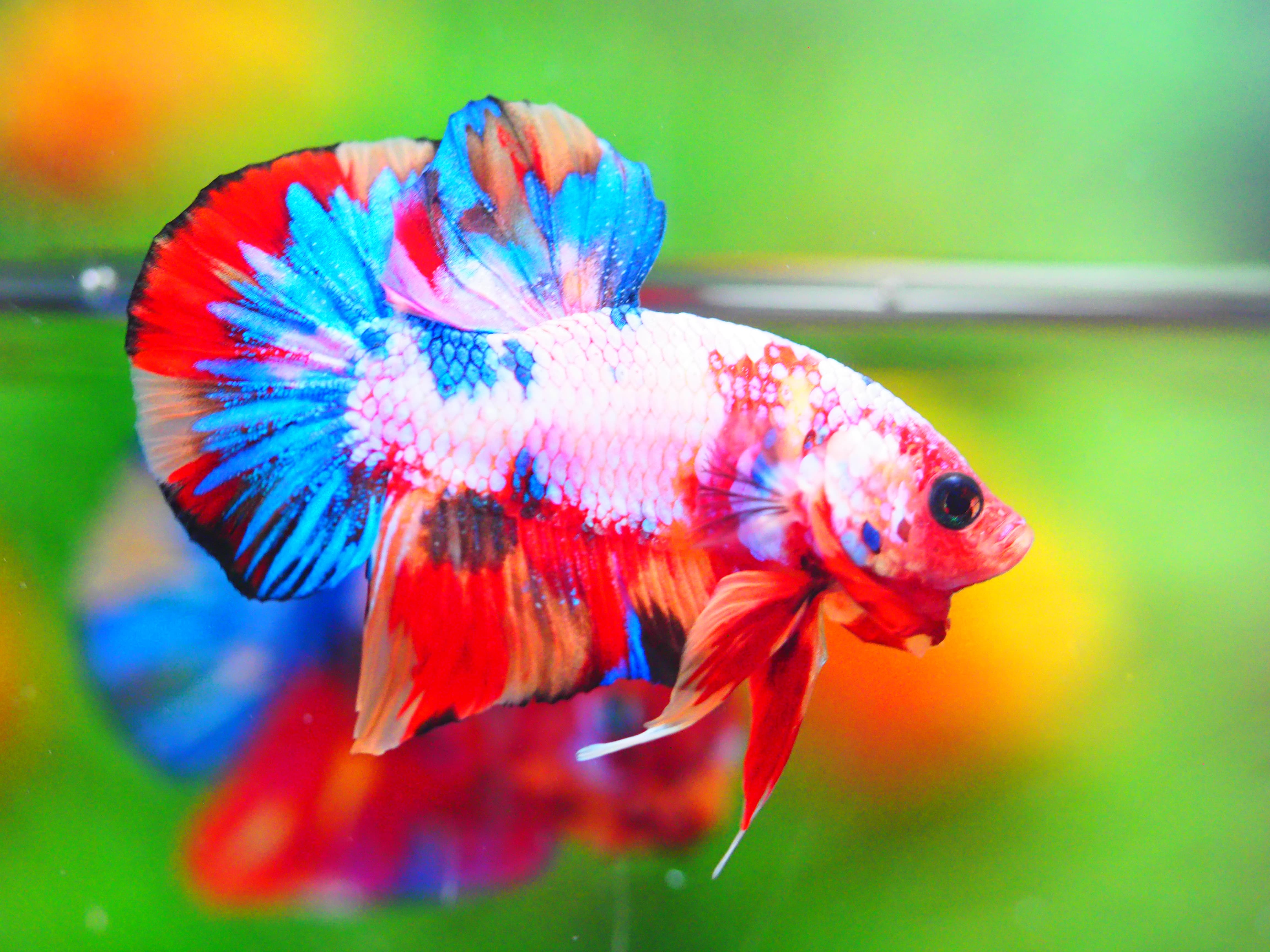 HMPK CANDY MALE GRADE A +++