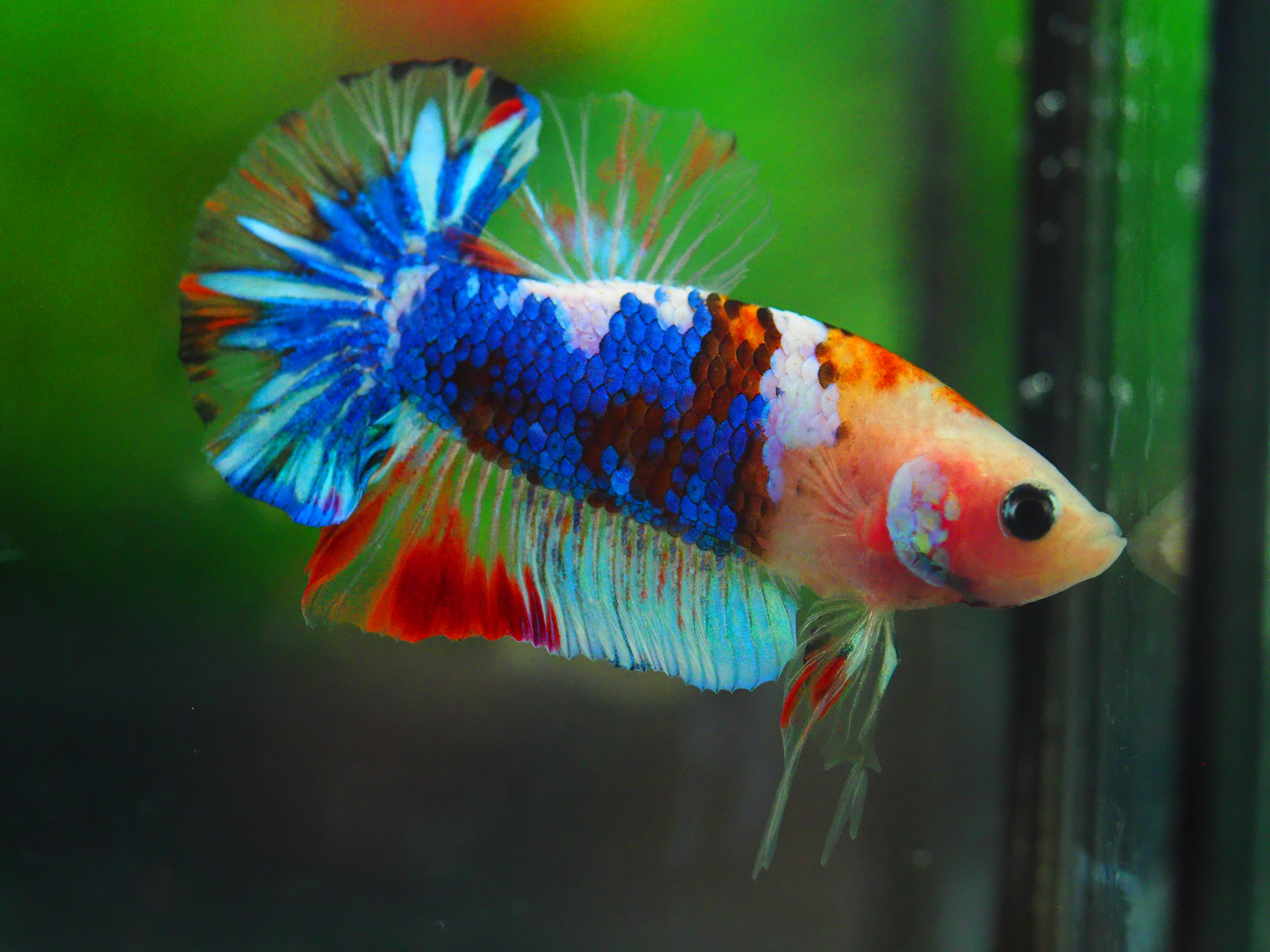 HMPK KOI GALAXY MALE GRADE A++