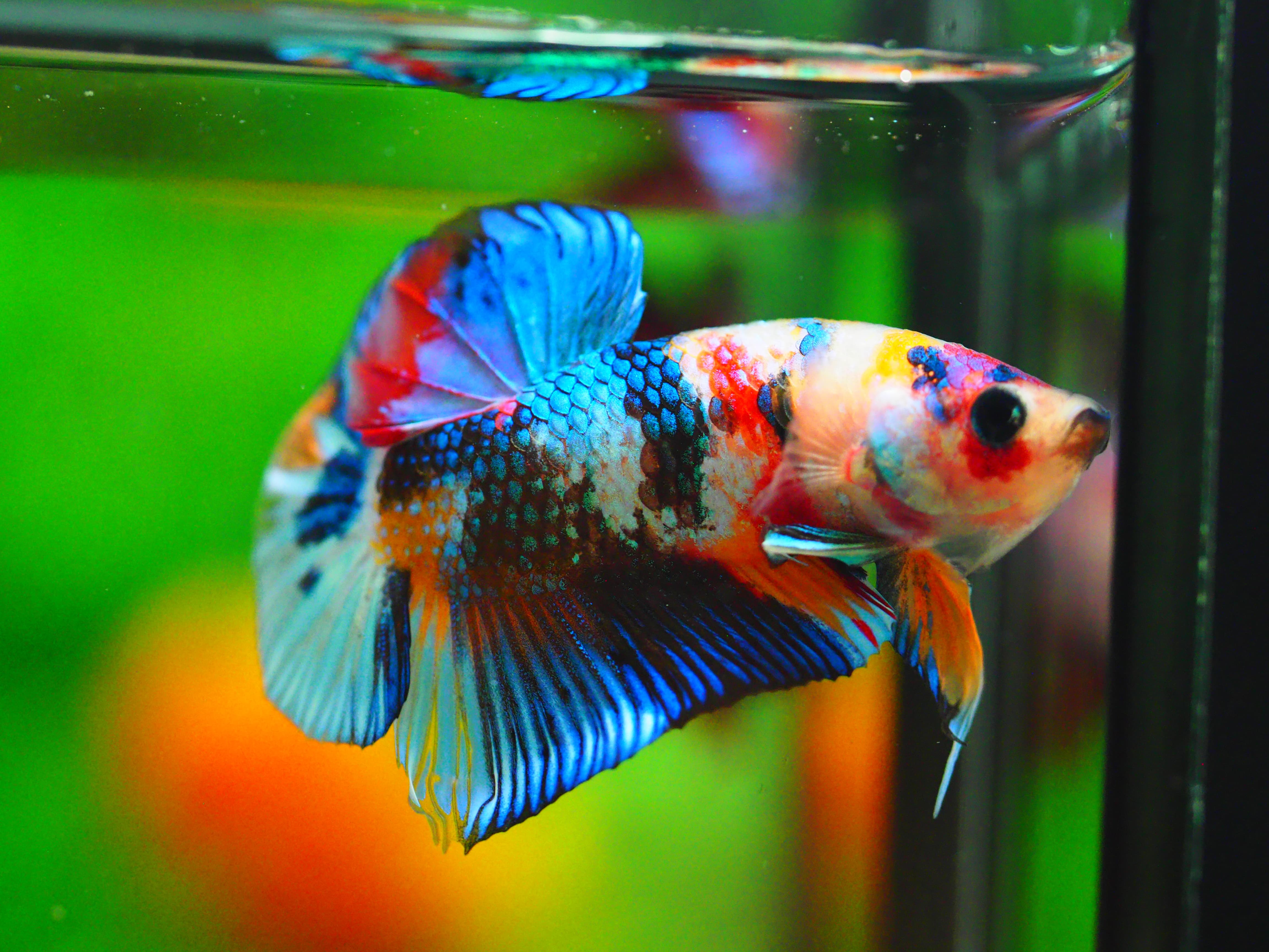 HMPK KOI GALAXY MALE GRADE A +++