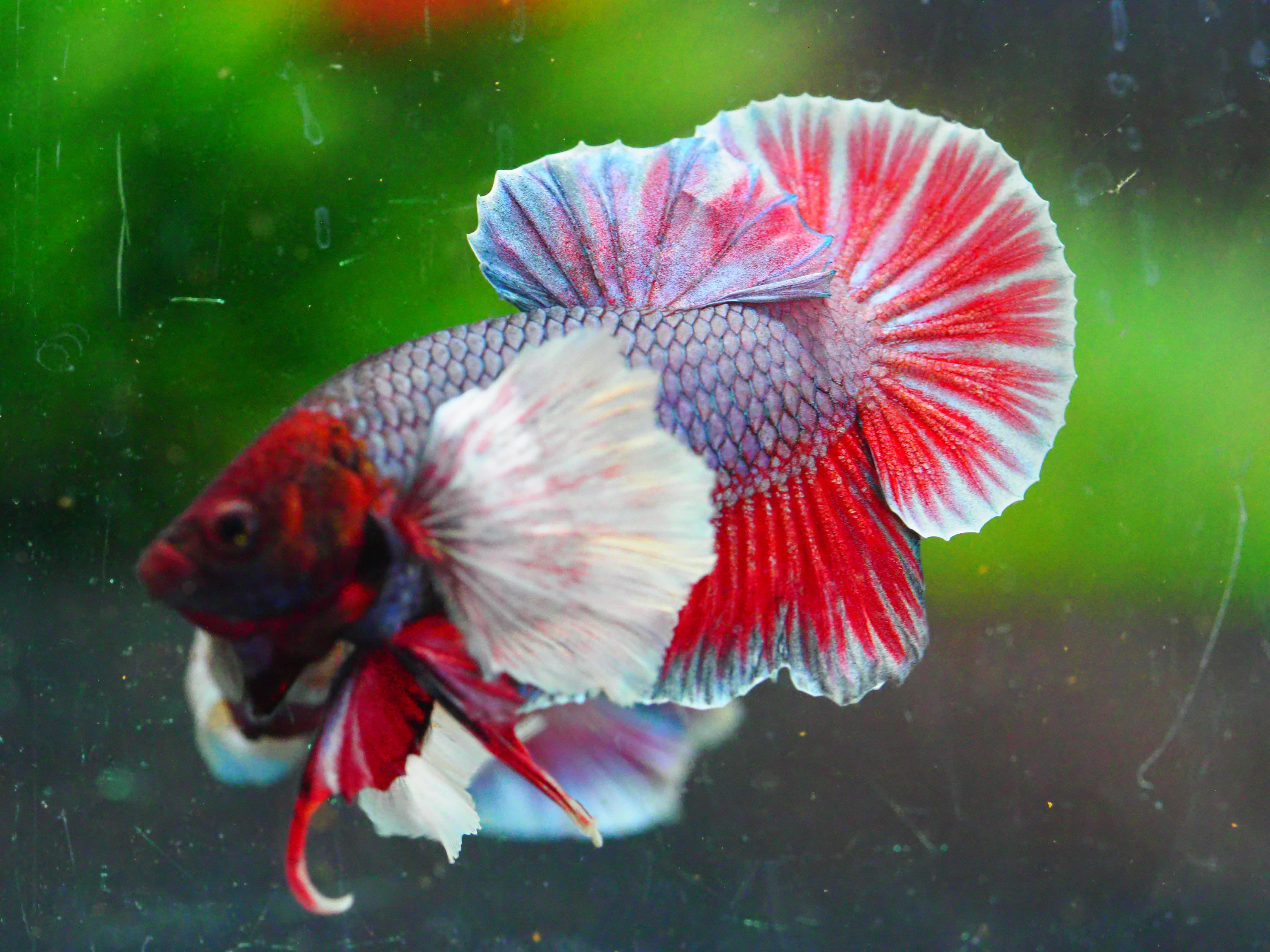 HMPK DUMBO MALE GRADE A +++