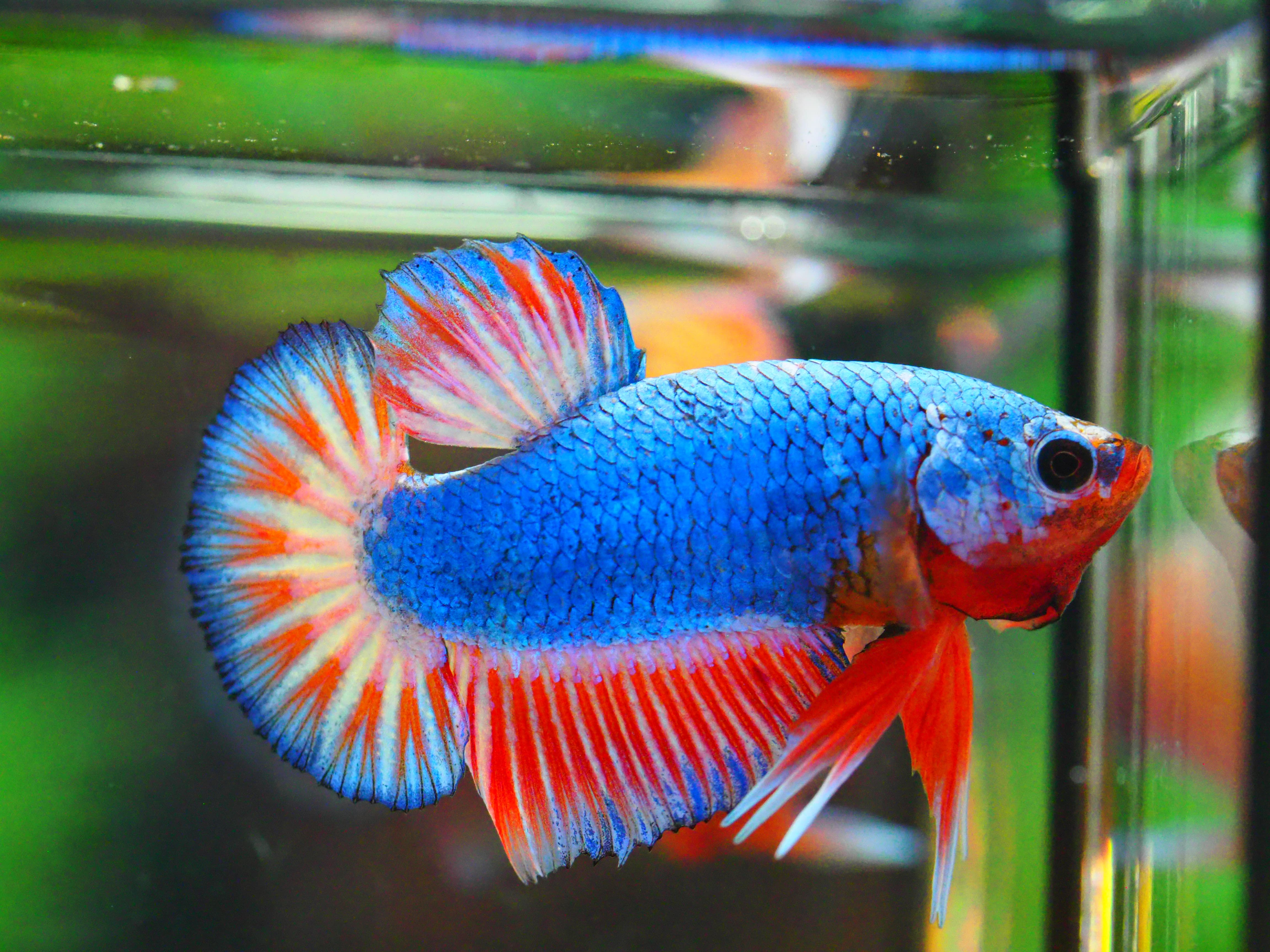 HMPK FANCY MALE GRADE A +++