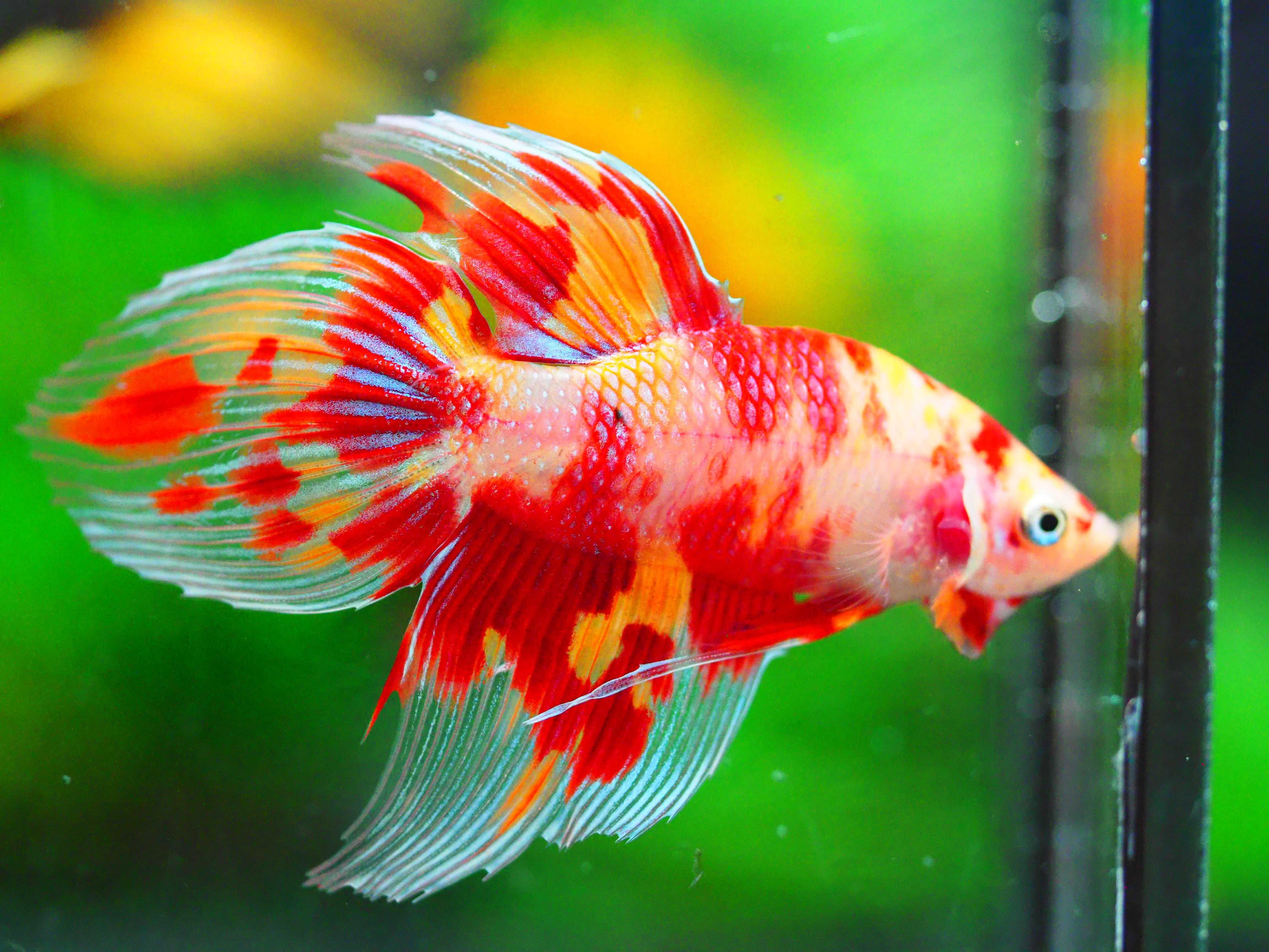 VT NEMO MALE GRADE A +++