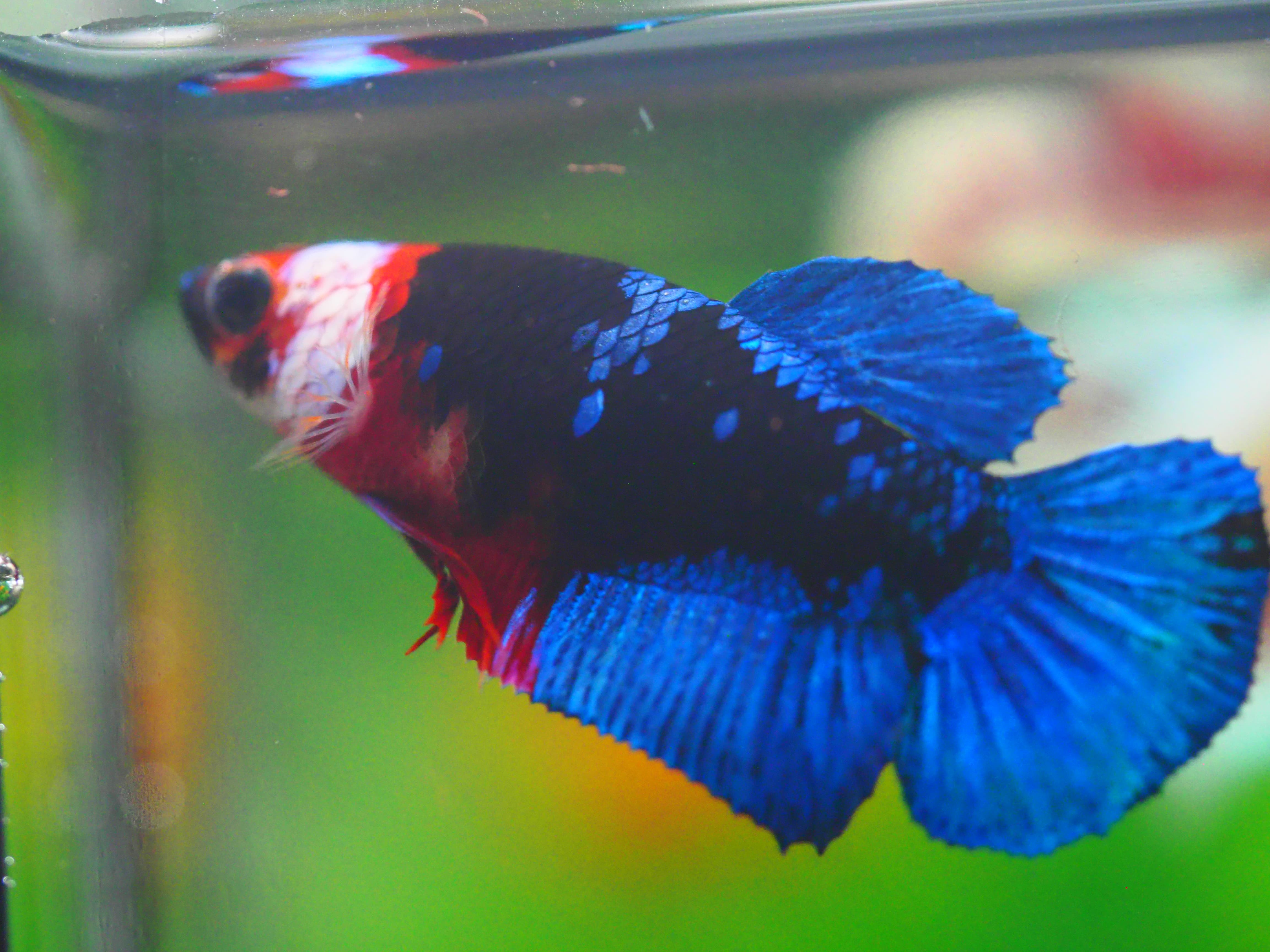 HMPK KOI GALAXY FN MALE GRADE A +++