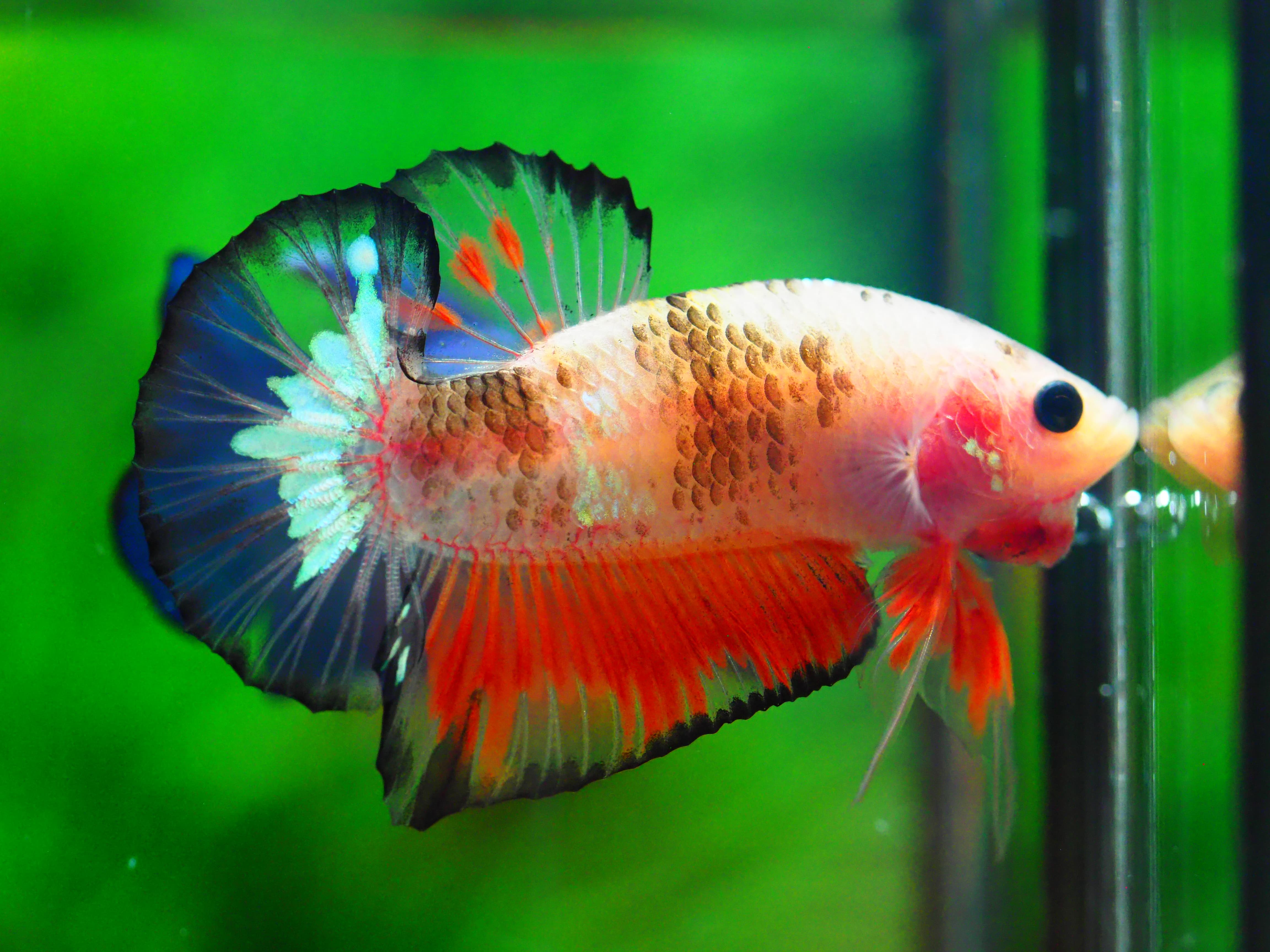 HMPK NEMO GALAXY MALE GRADE C+++