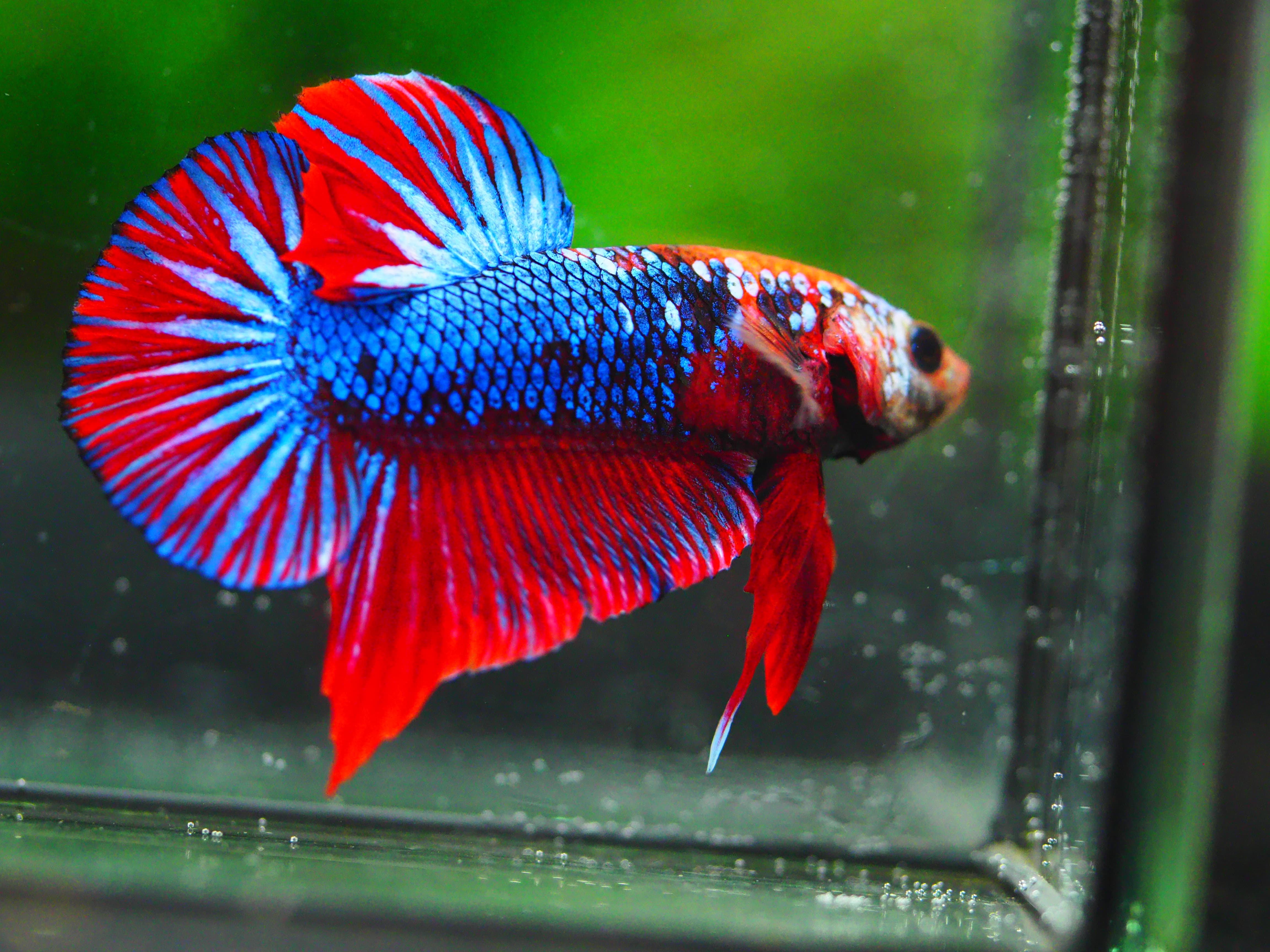 HMPK FANCY MALE GRADE A +++