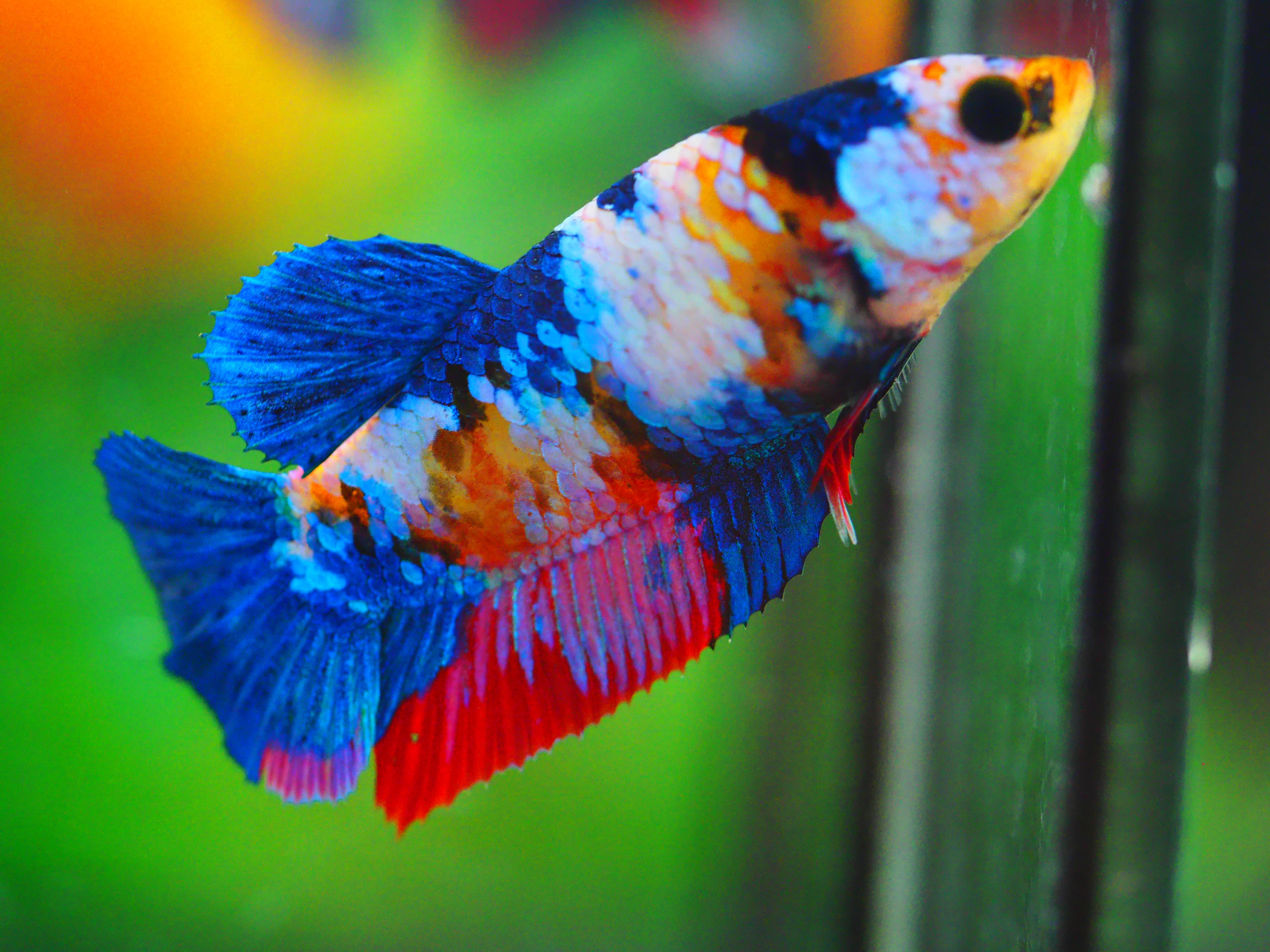 HMPK KOI GALAXY FNMALE GRADE A +++