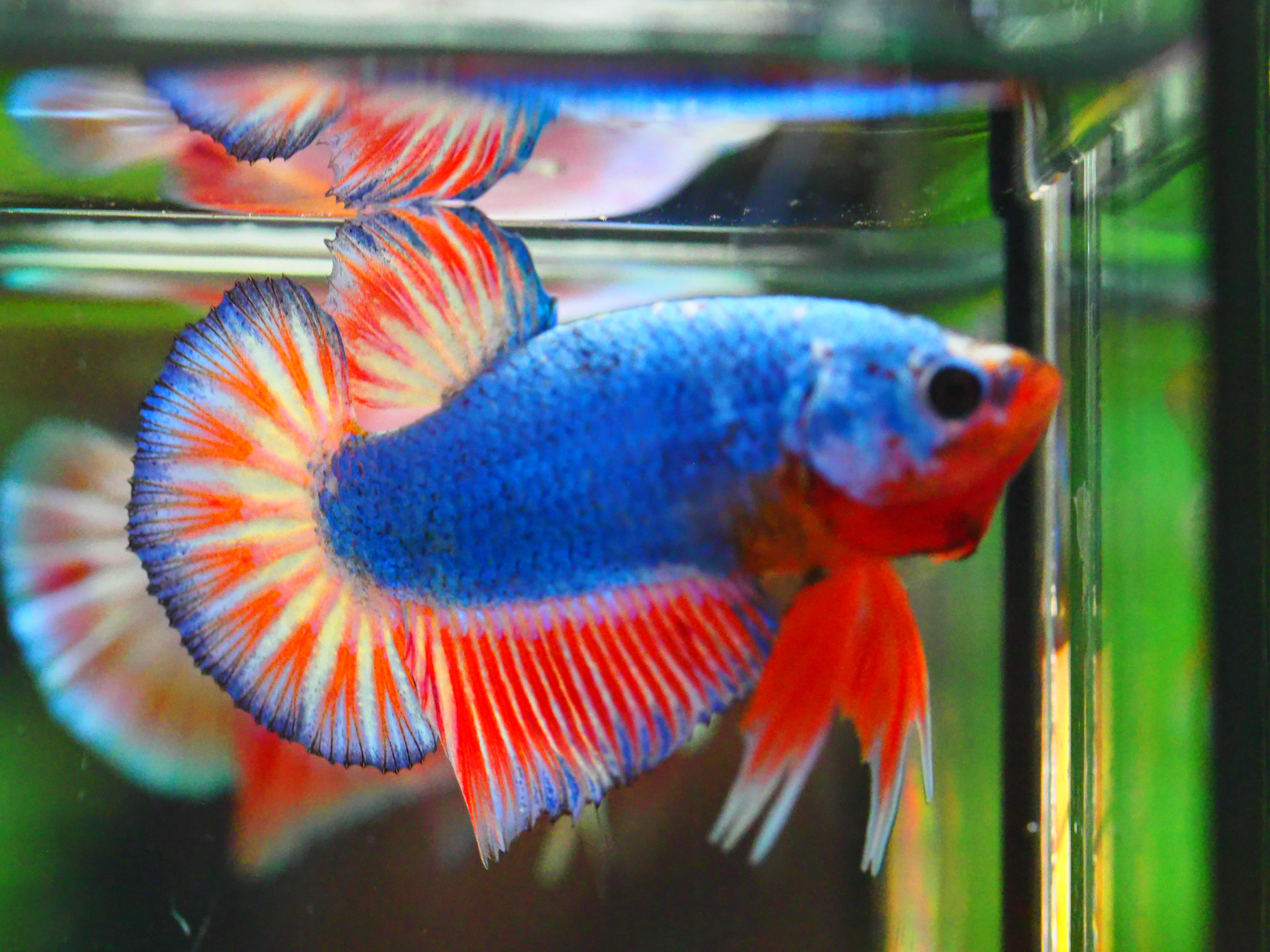 HMPK FANCY MALE GRADE A +++