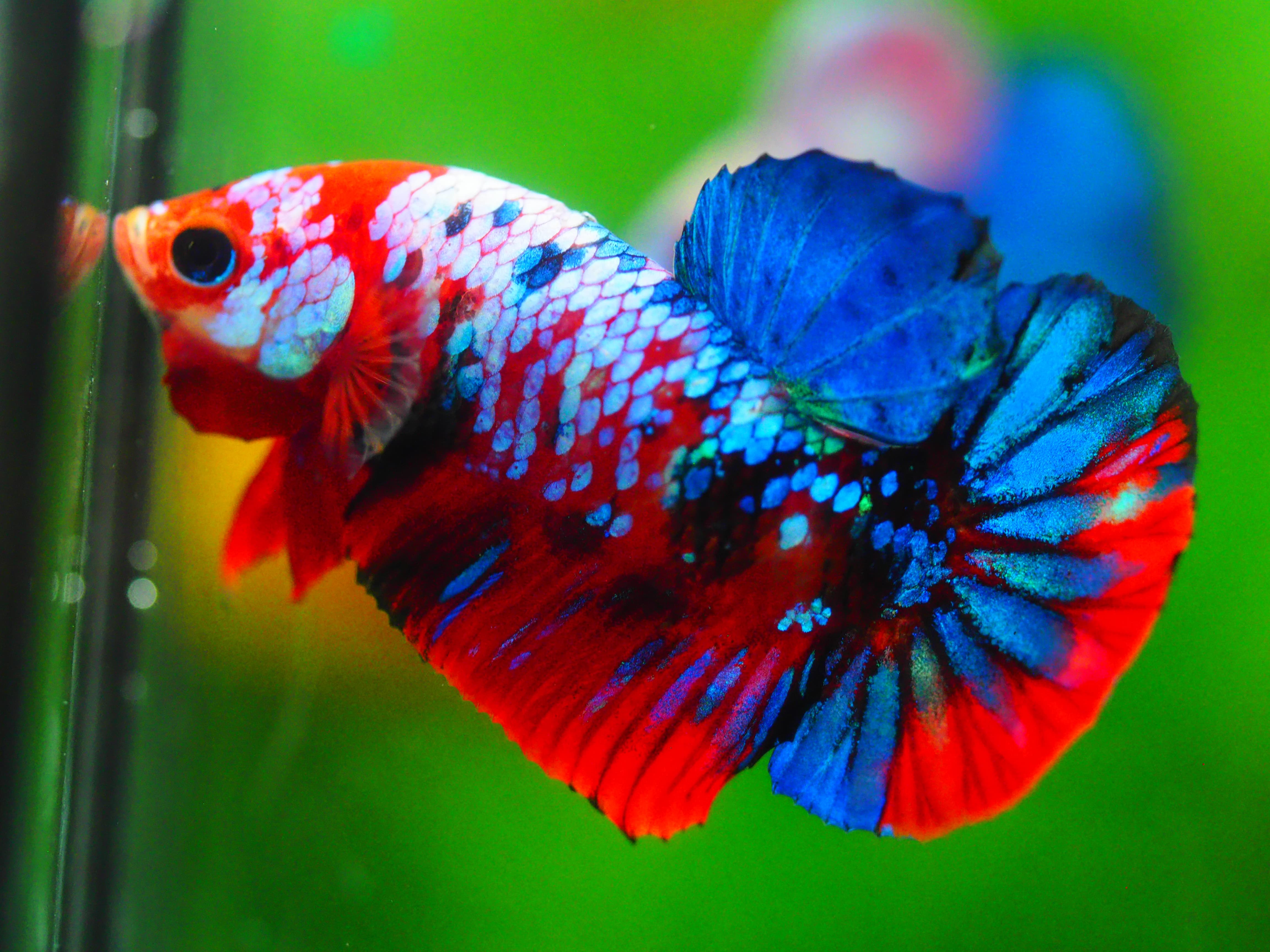 HMPK KOI GALAXY MALE GRADE A +++