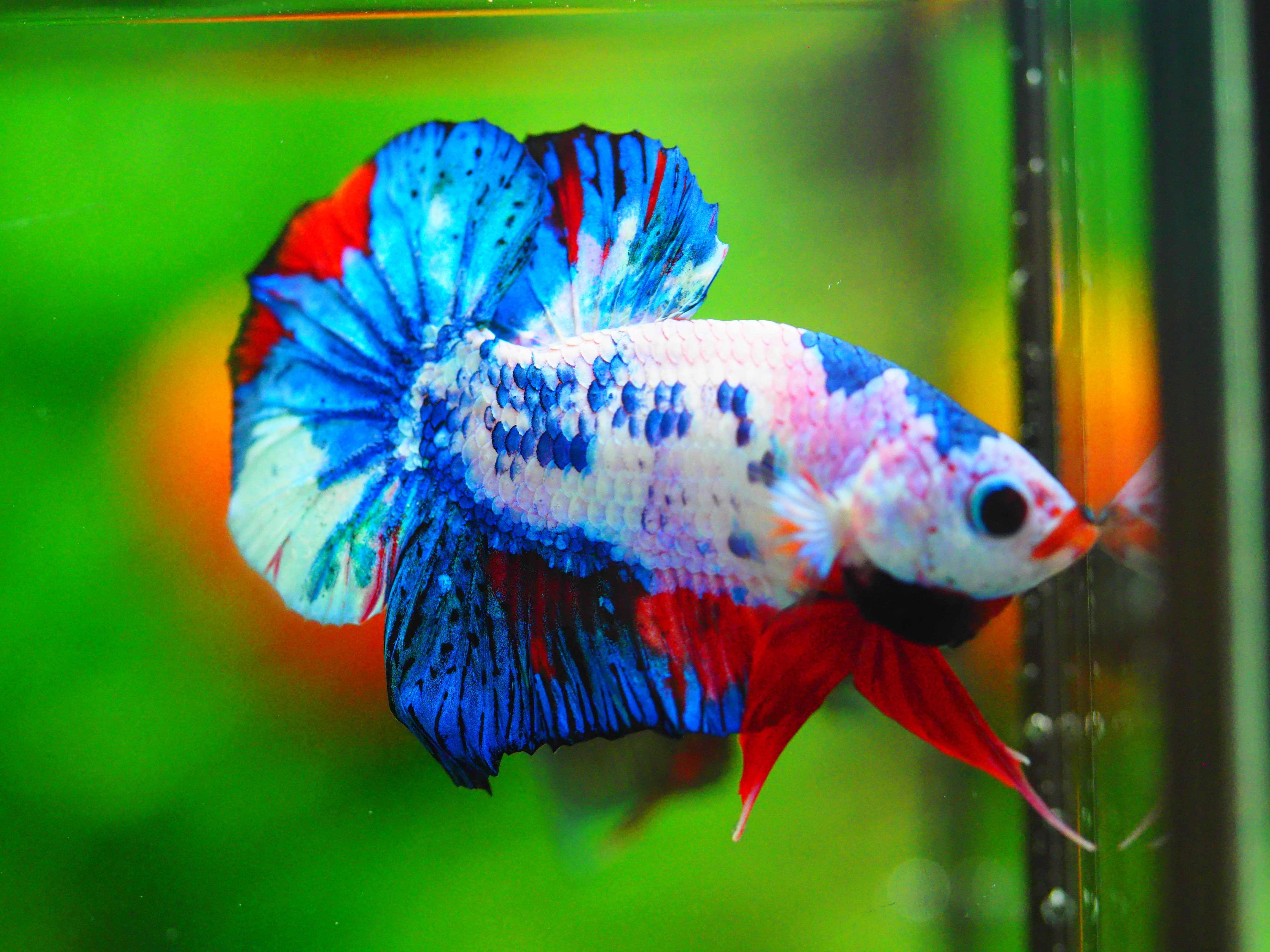 HMPK KOI FANCY MALE GRADE A +++