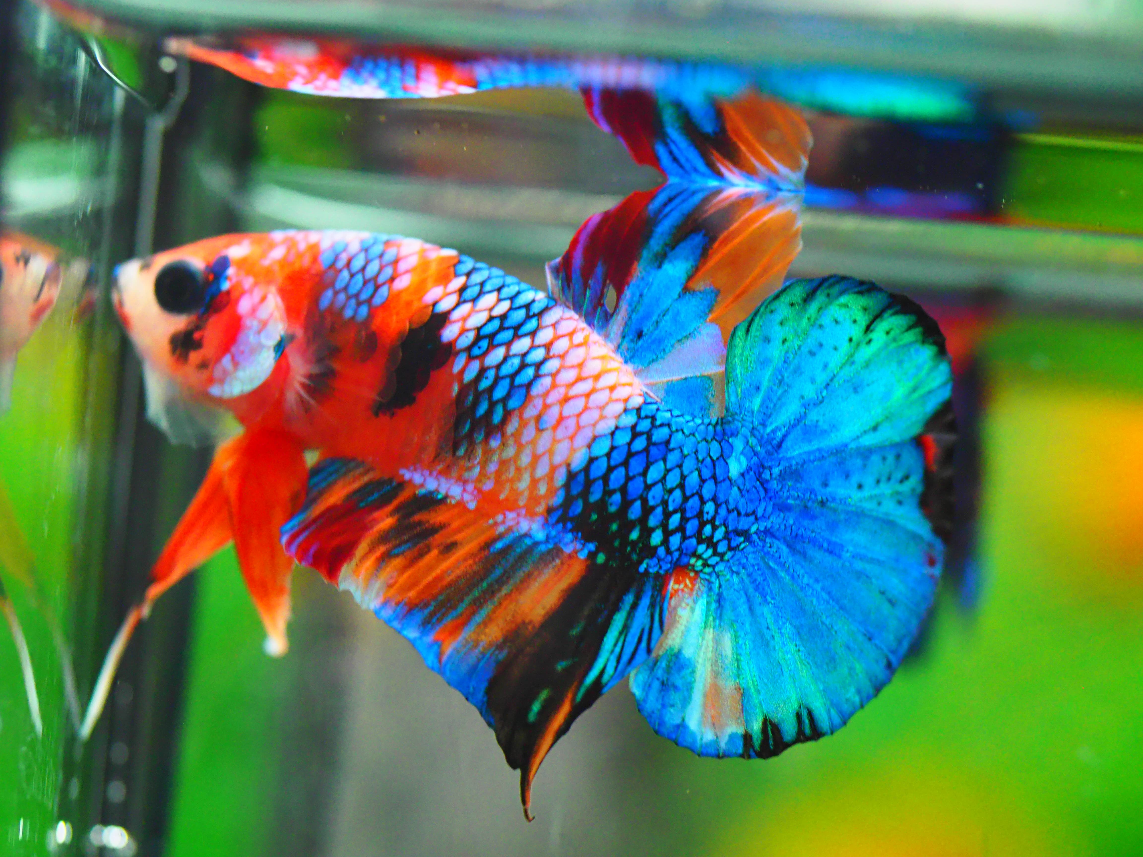 HMPK NEMO GALAXY MALE GRADE A +++