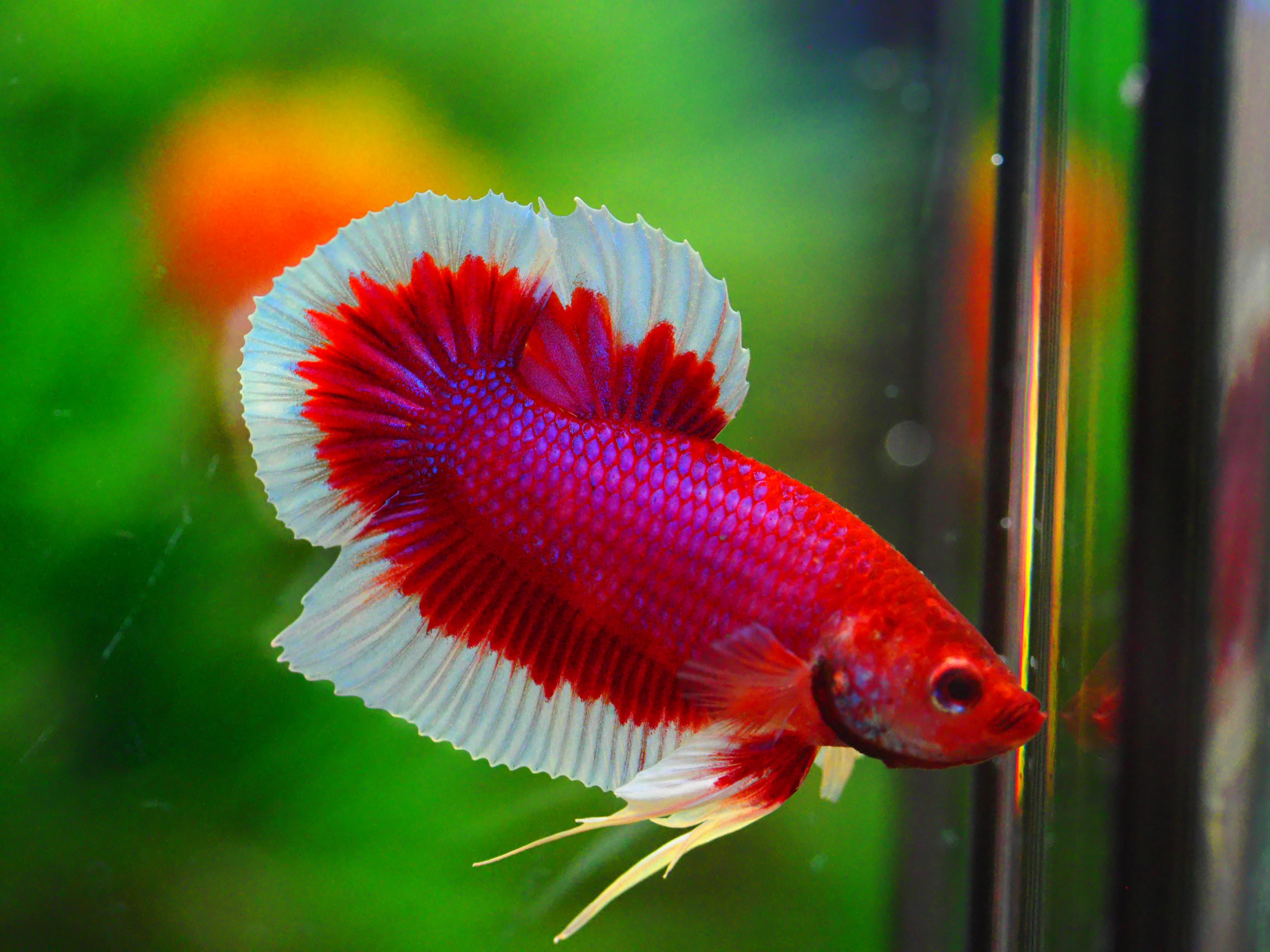 HMPK DUMBO MALE มีหูข้างเดียว