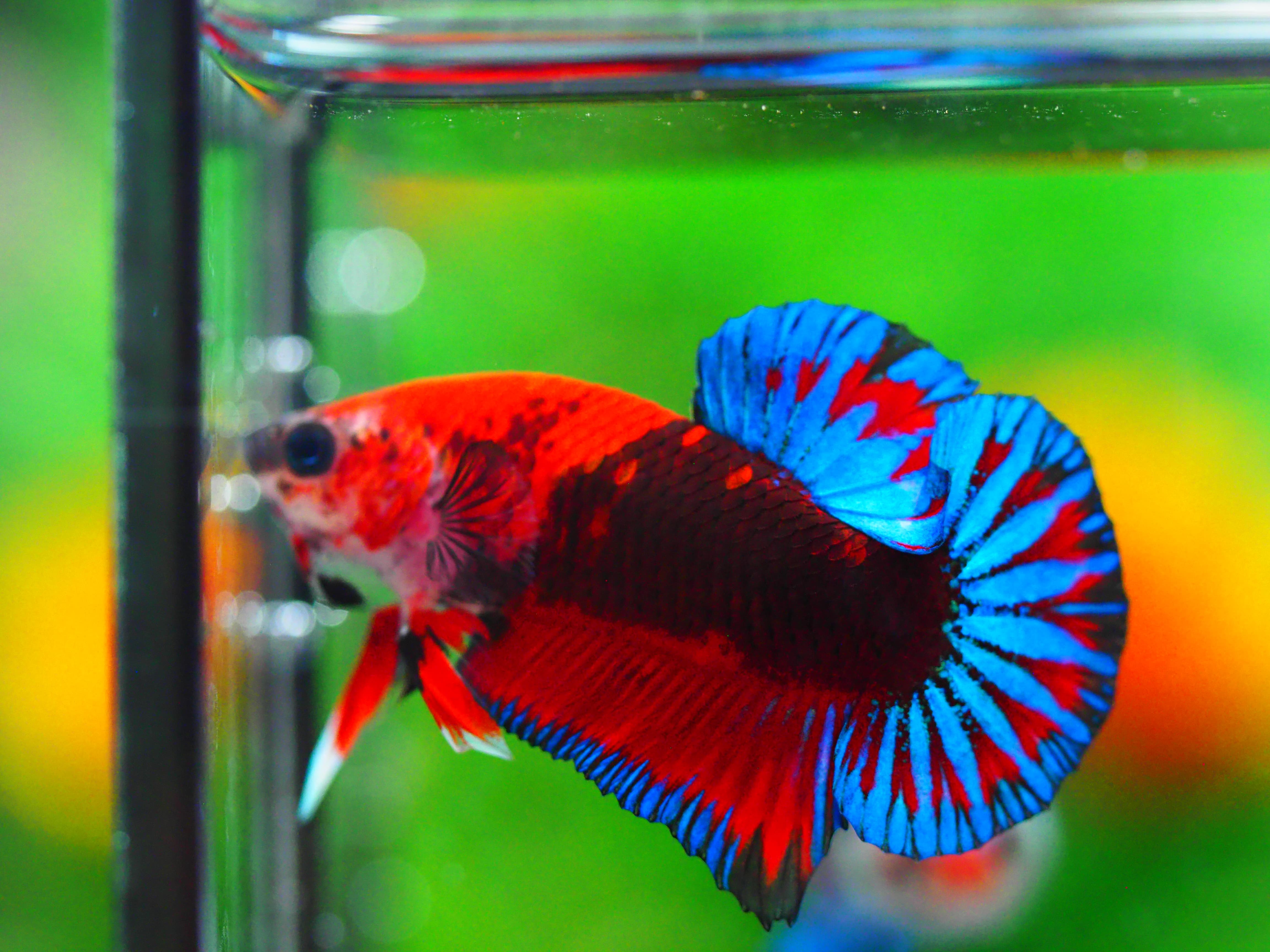 HMPK FANCY MALE GRADE A +++