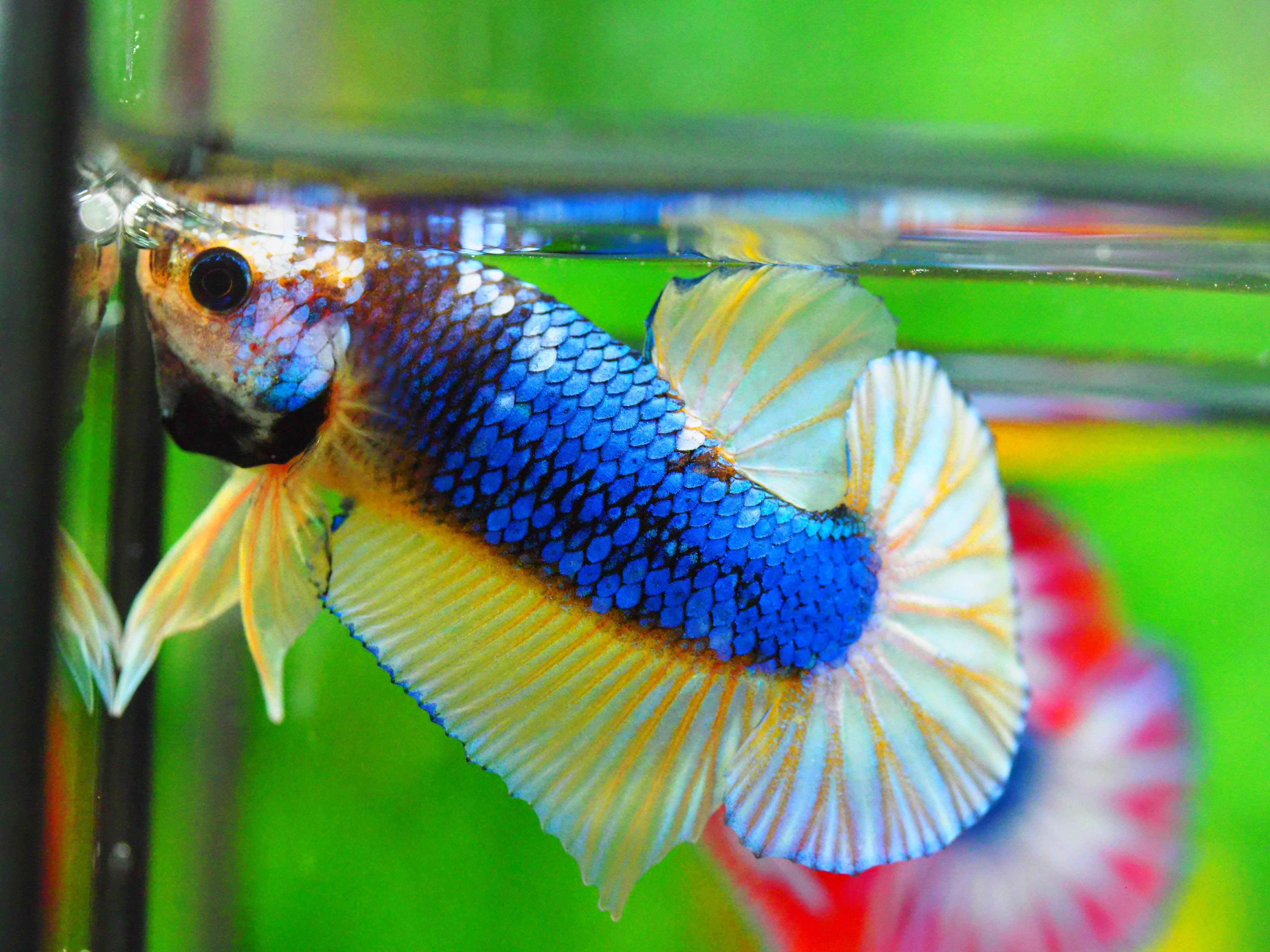 HMPK FANCY MALE GRADE A +++