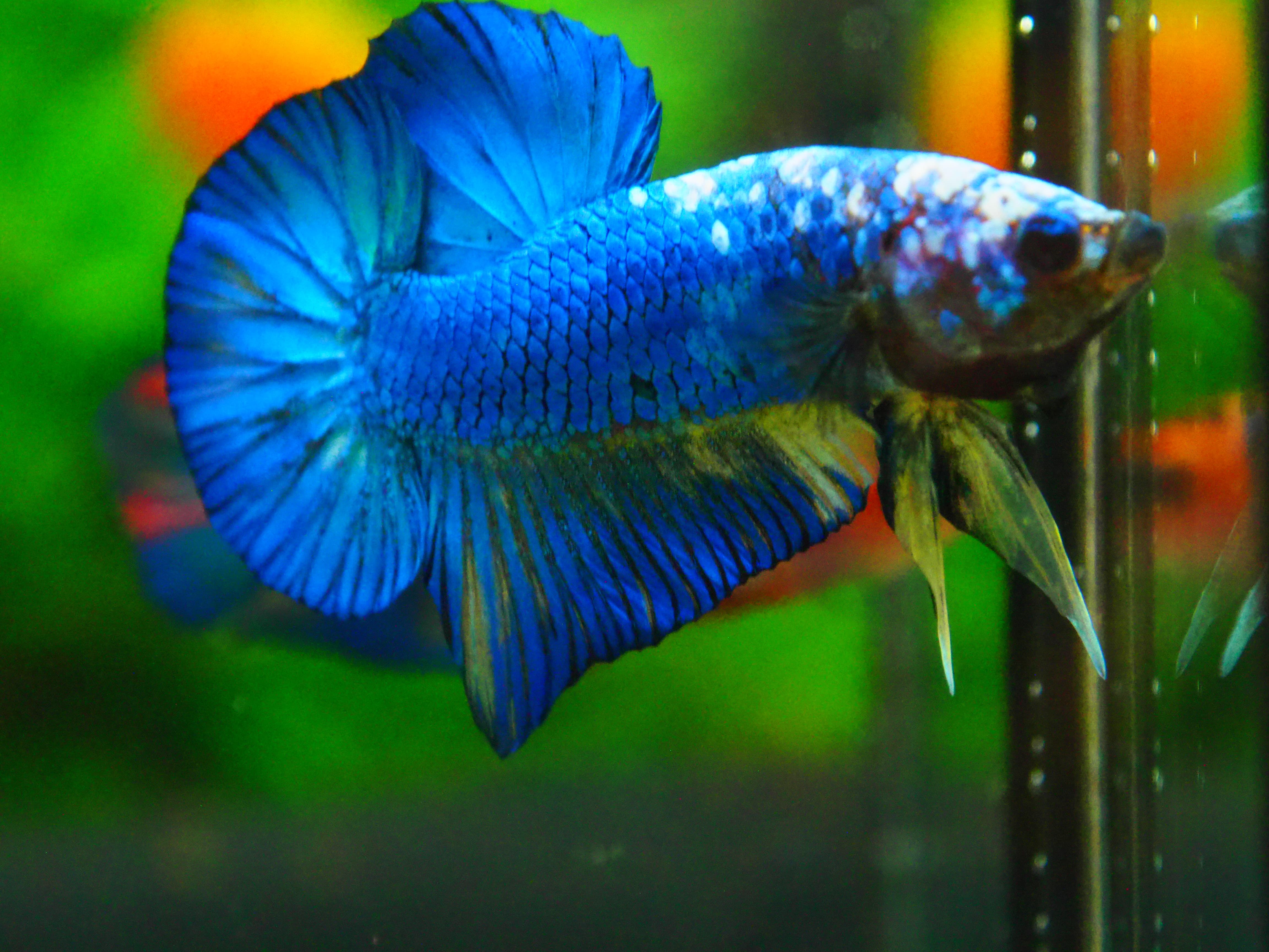 HMPK FANCY MALE GRADE A +++