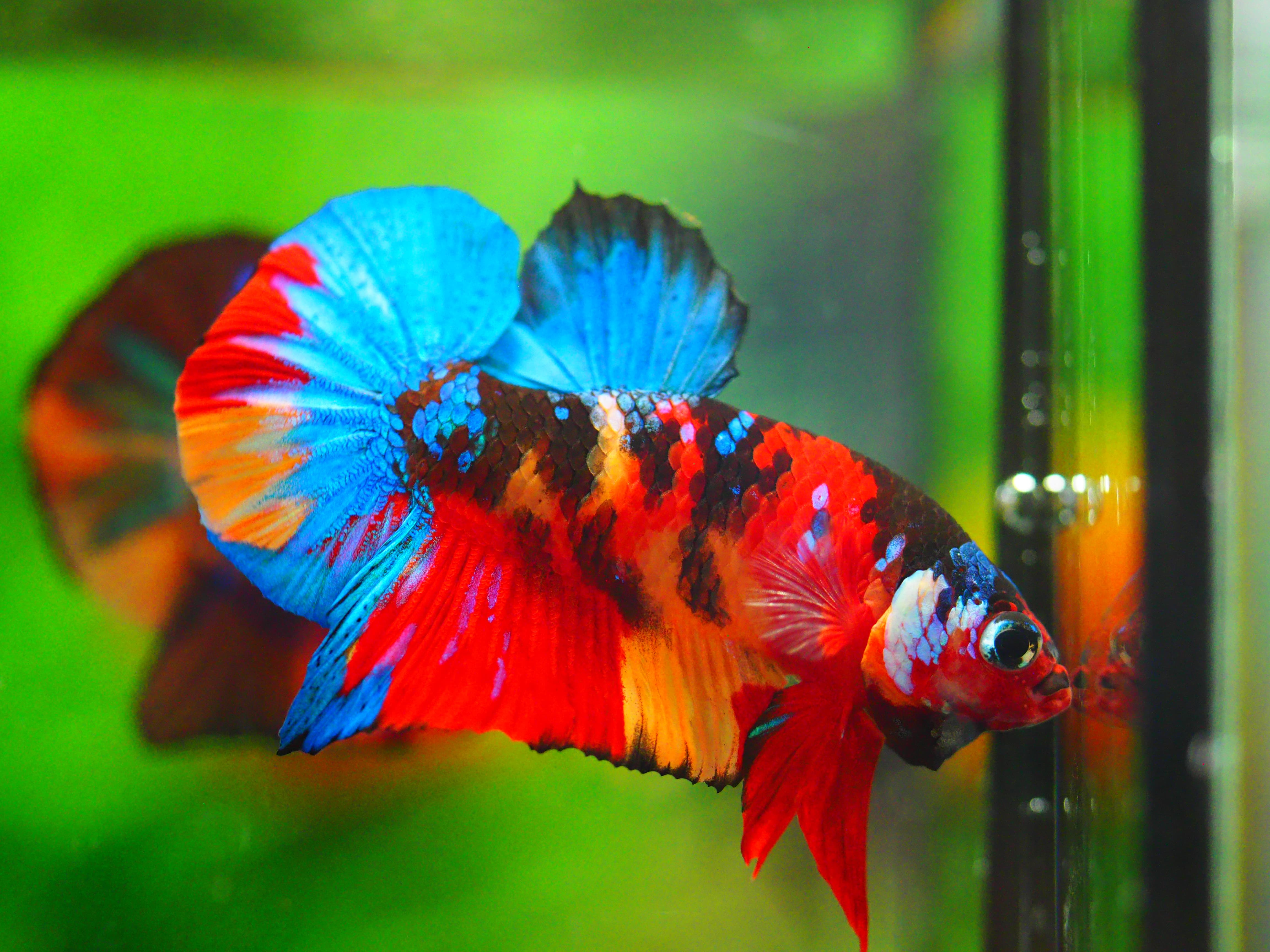 HMPK NEMO GALAXY MALE GRADE A +++