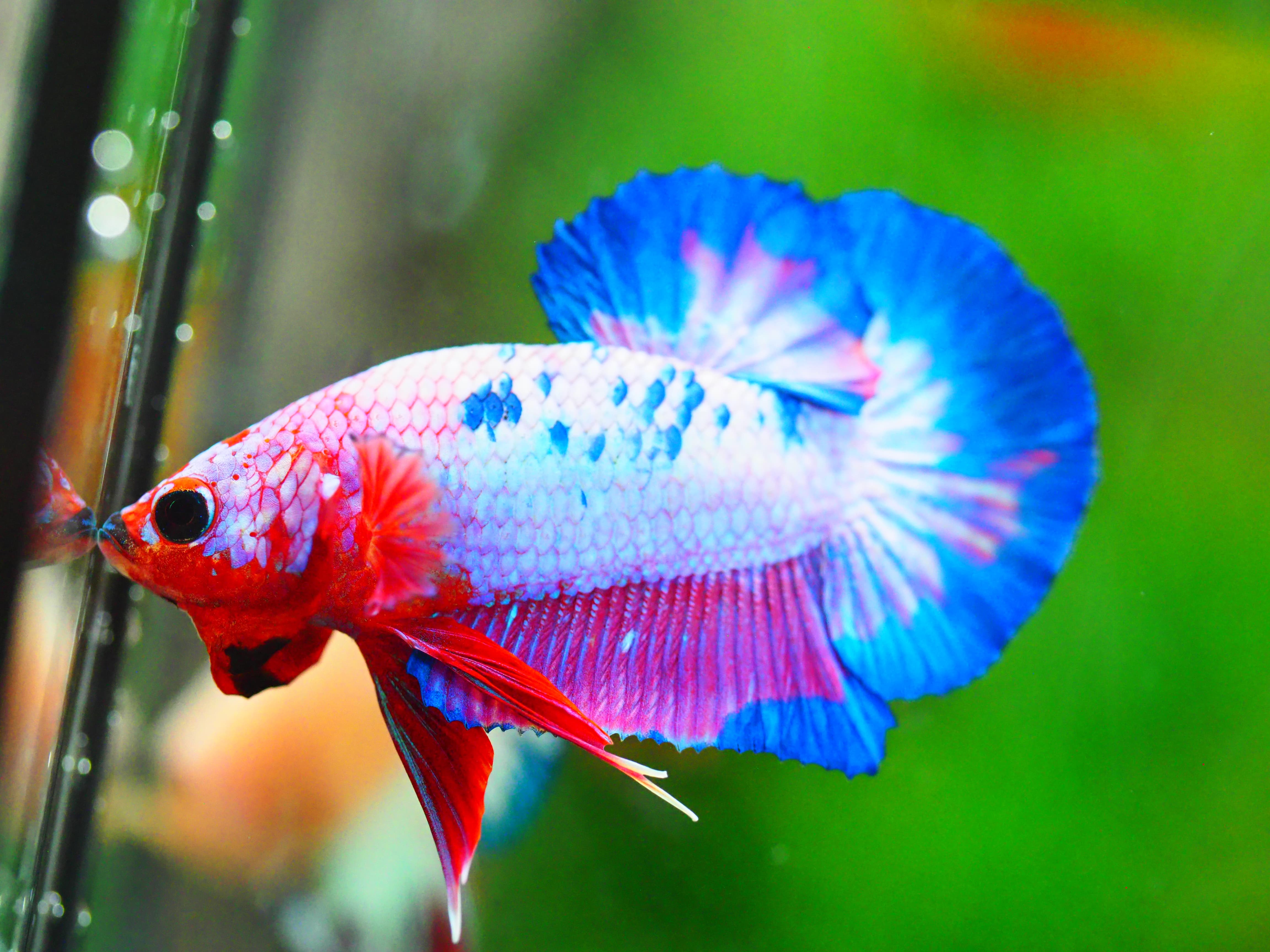 HMPK FANCY MALE GRADE A +++