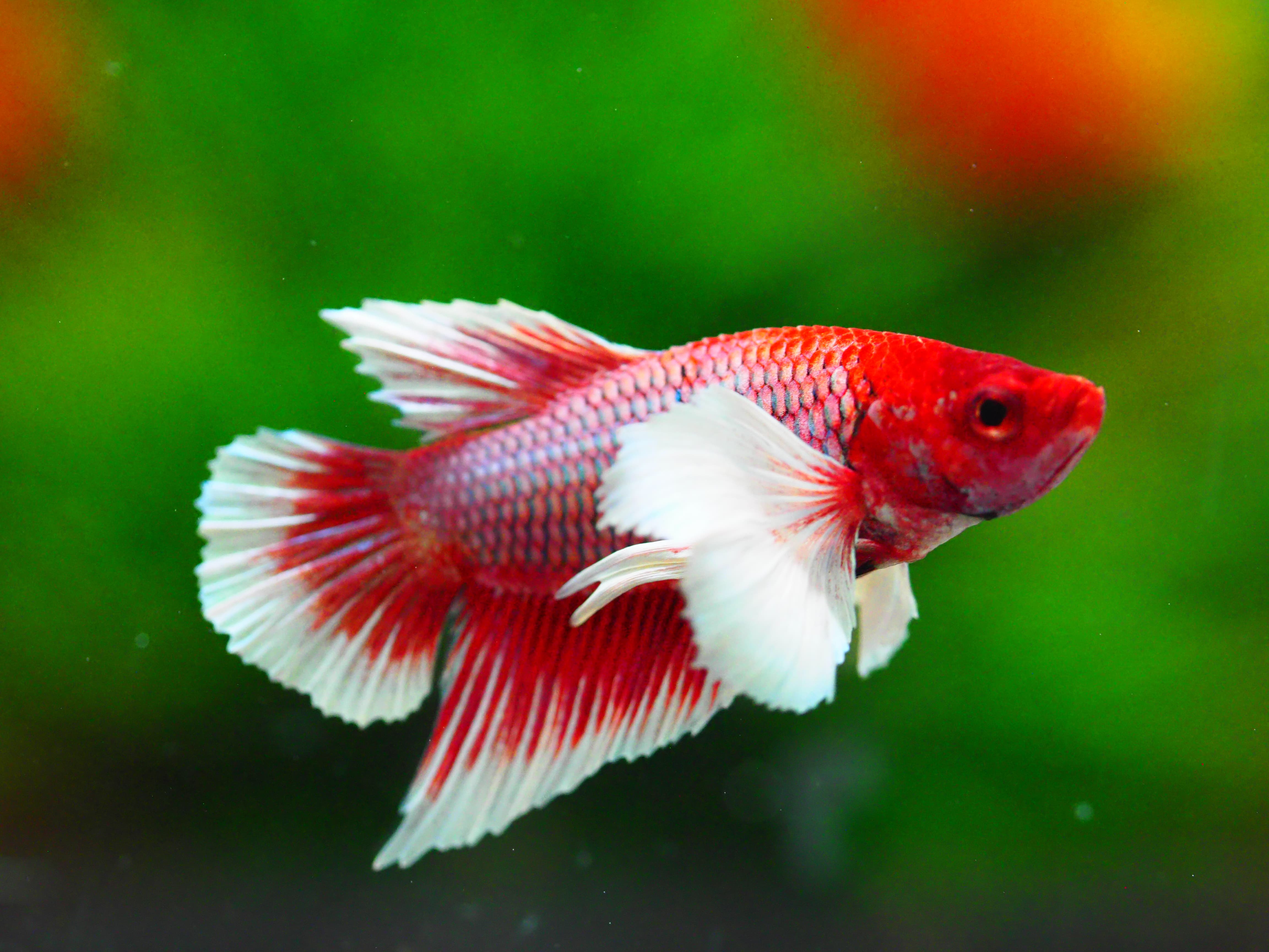 HMPK DUMBO MALE GRADE A +++