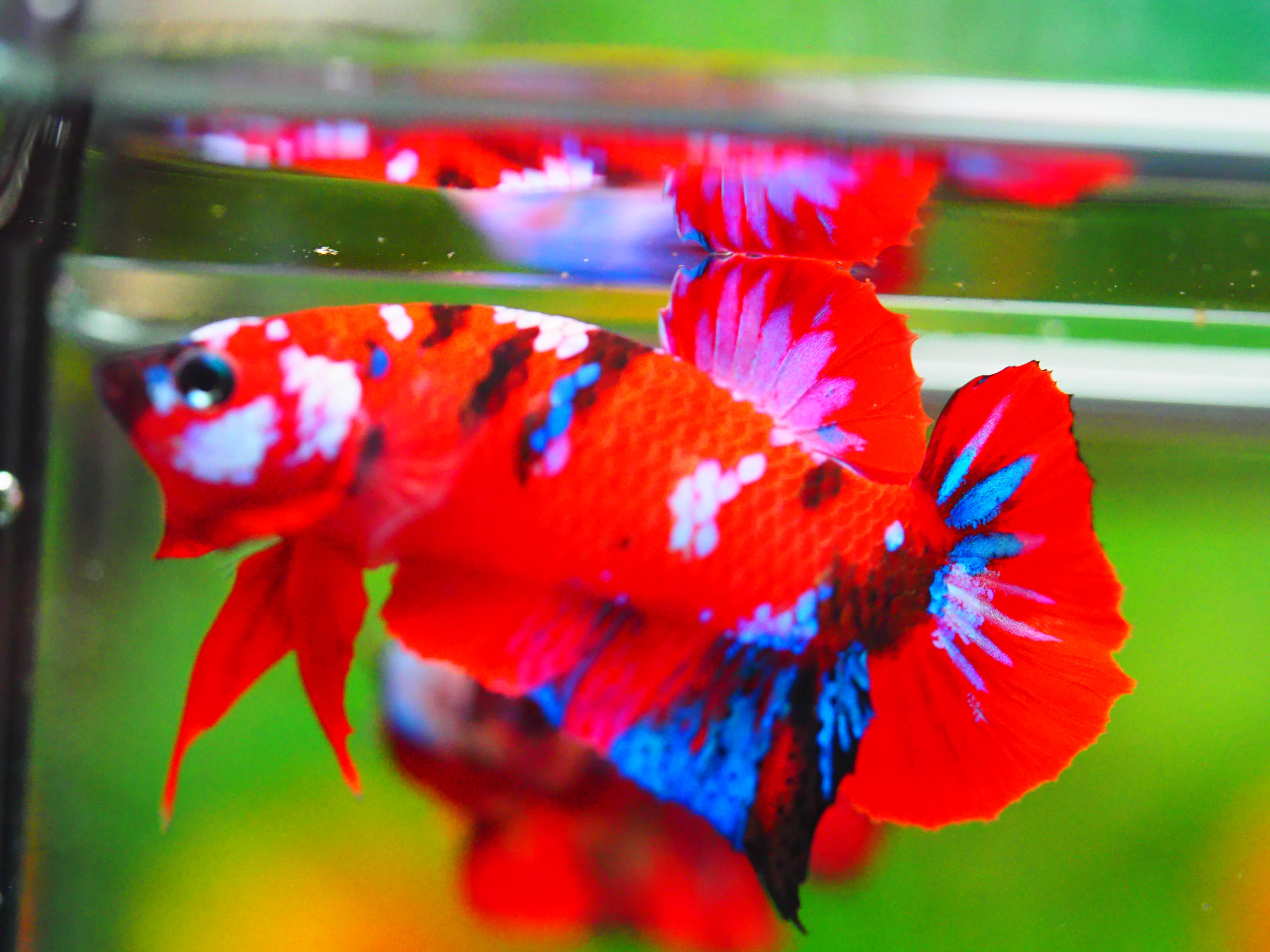 HMPK KOI GALAXY MALE GRADE A +++