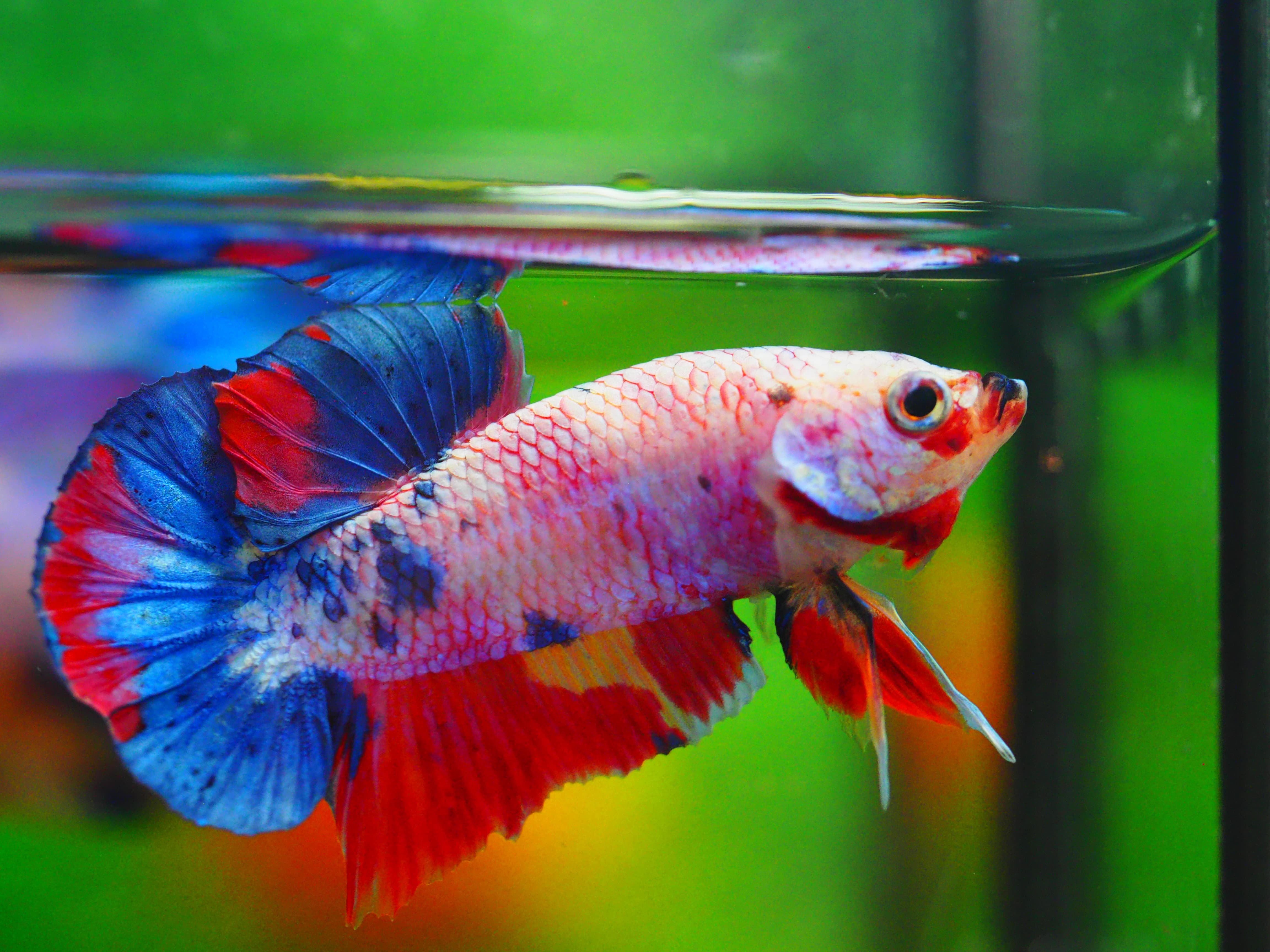 HMPK CANDY MALE GRADE A++