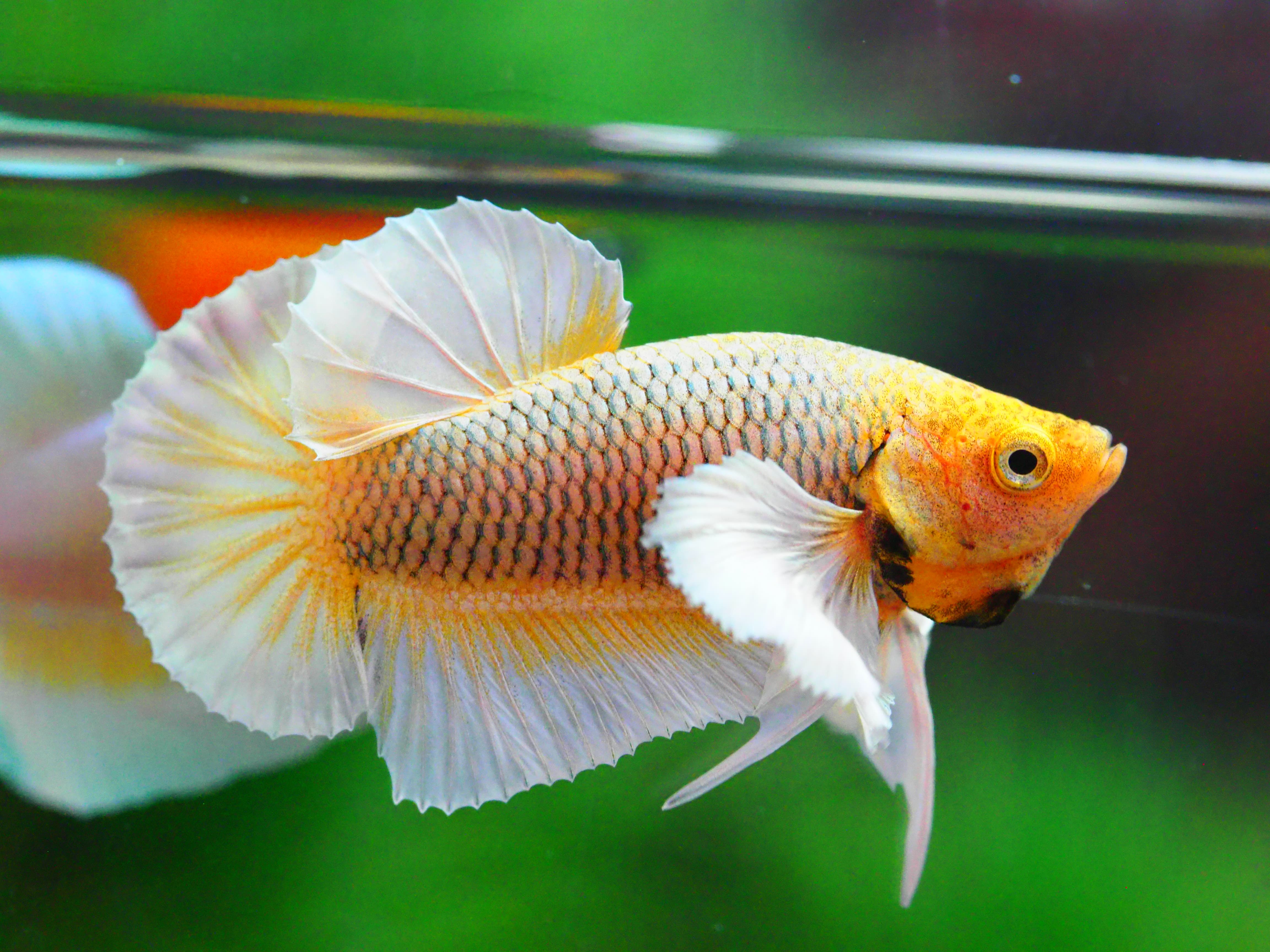 HMPK DUMBO MALE GRADE A +++