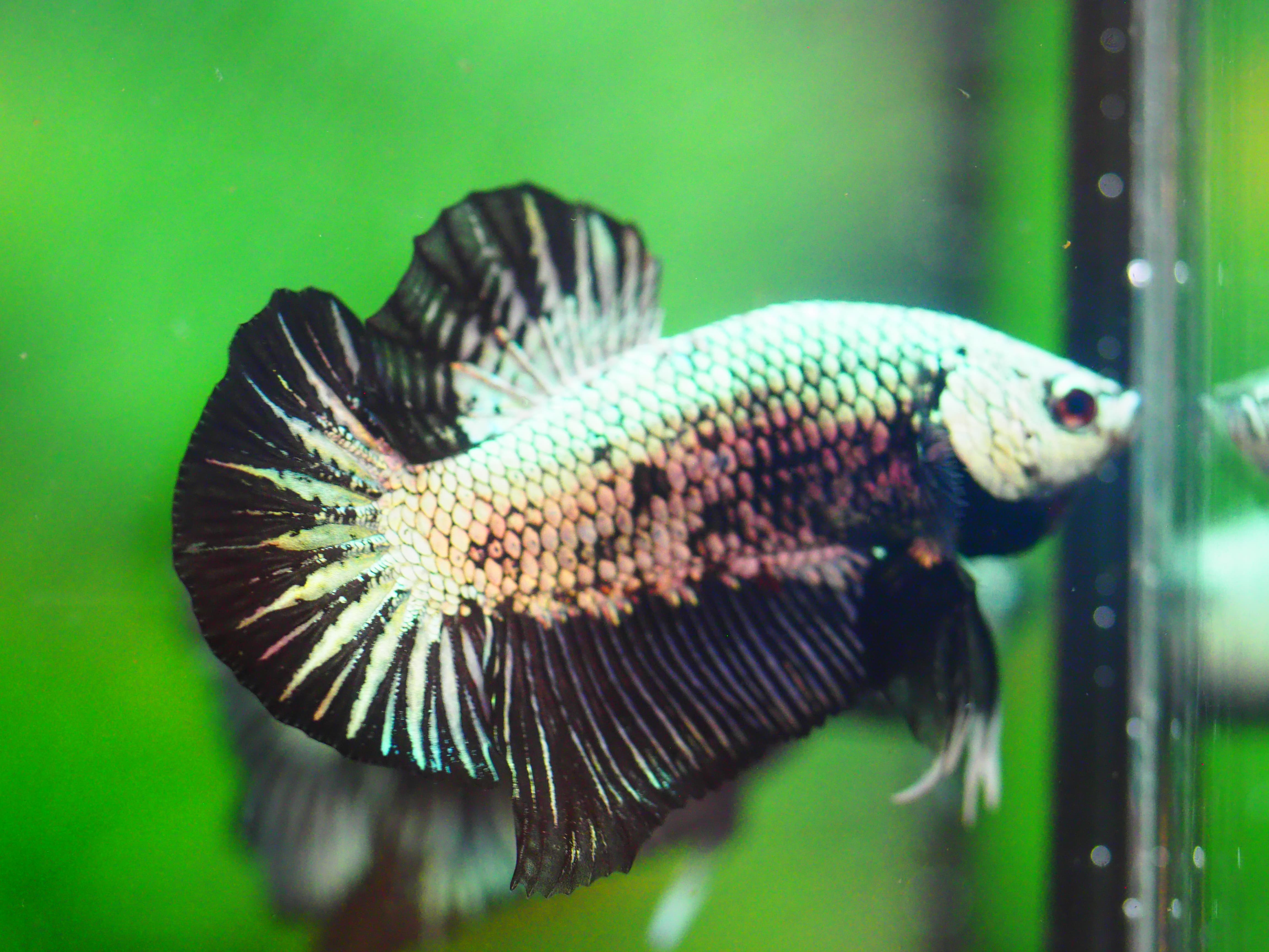 HMP BLACK DRAGON MALE GRADE A +++