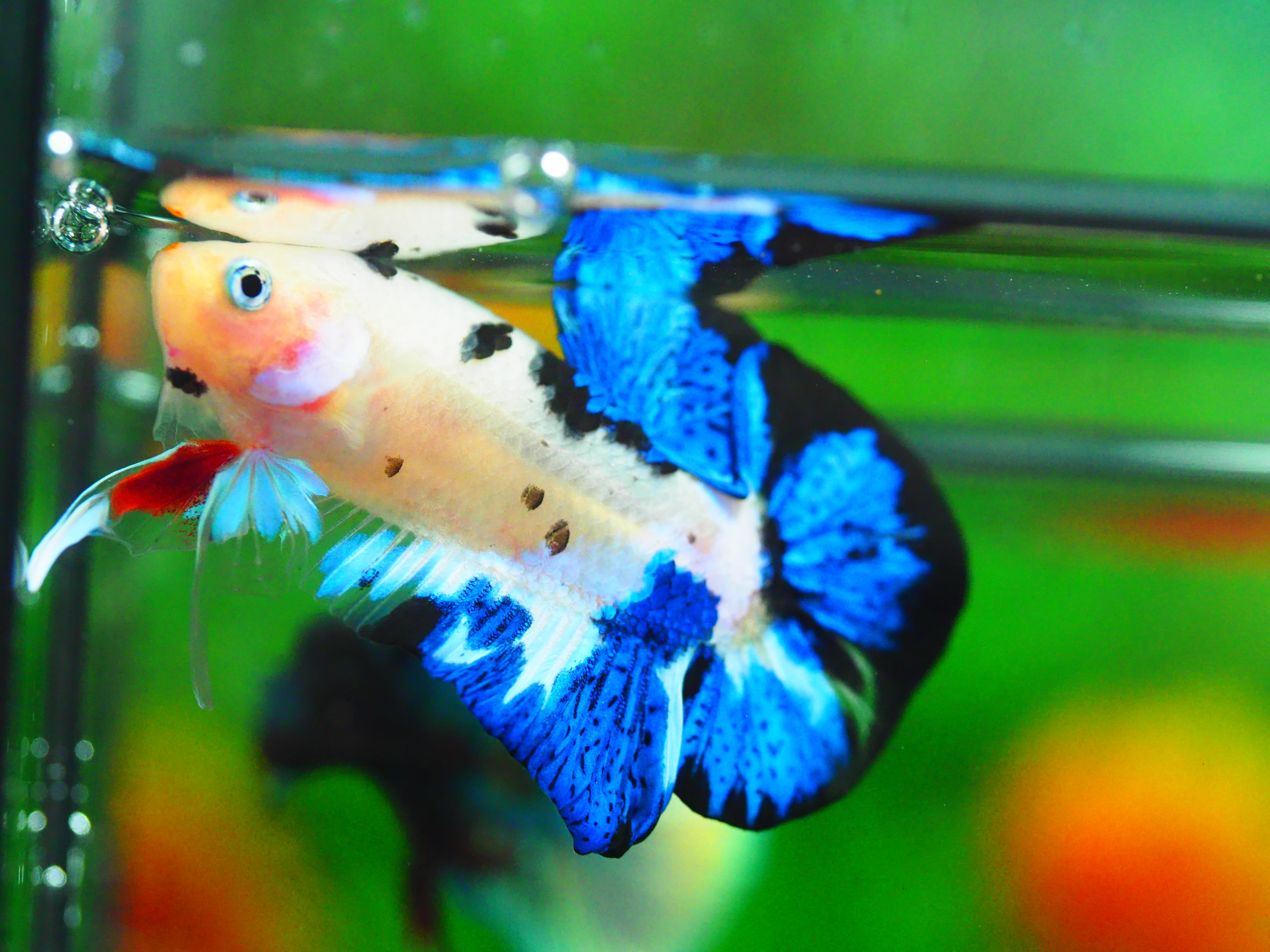 HMPK KOI GALAXY MALE GRADE A +++