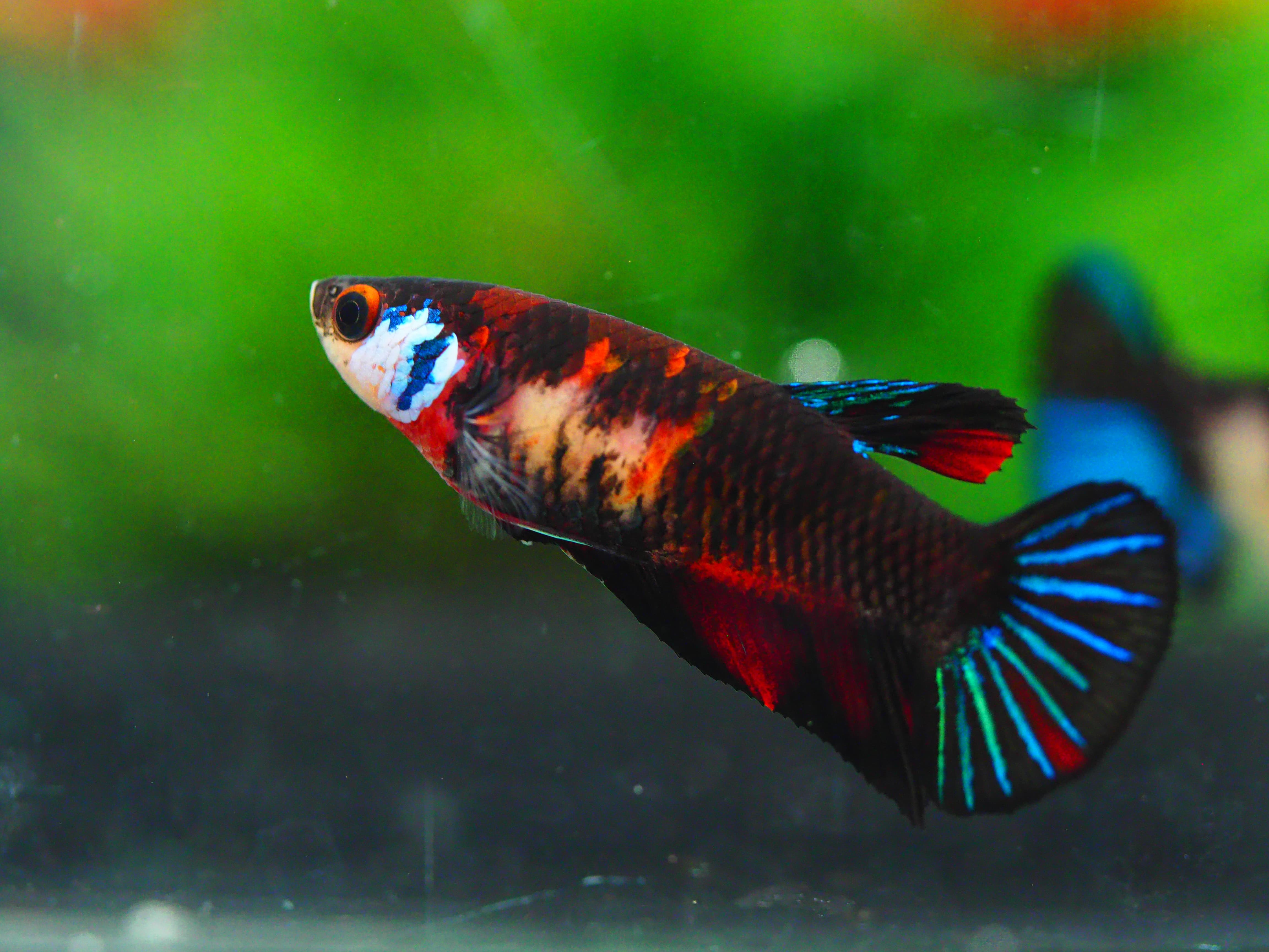 HMPK KOI GALAXY FNMALE GRADE A +++