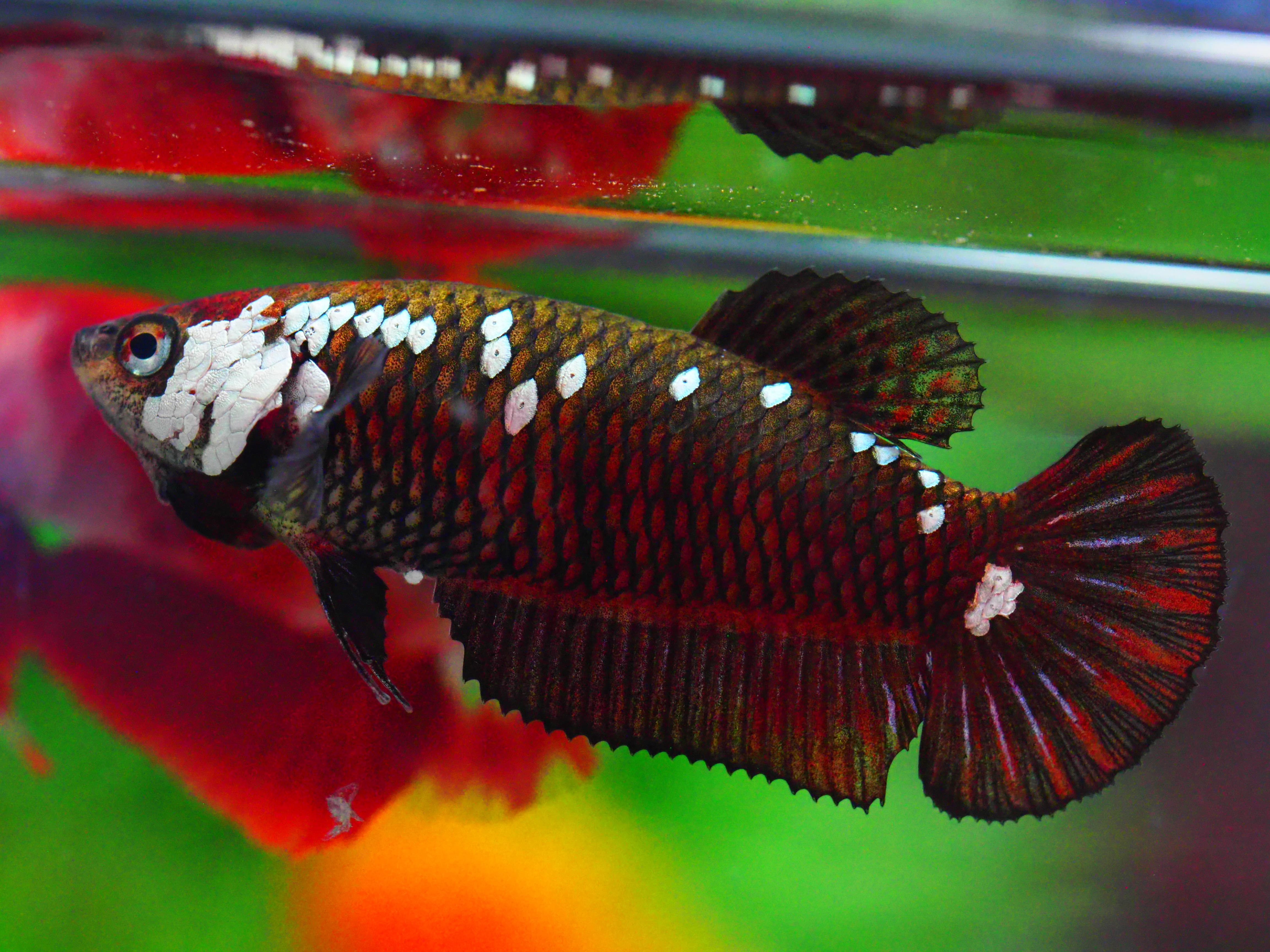 HMPK BLACY SAURIA FNMALE GRADE A +++