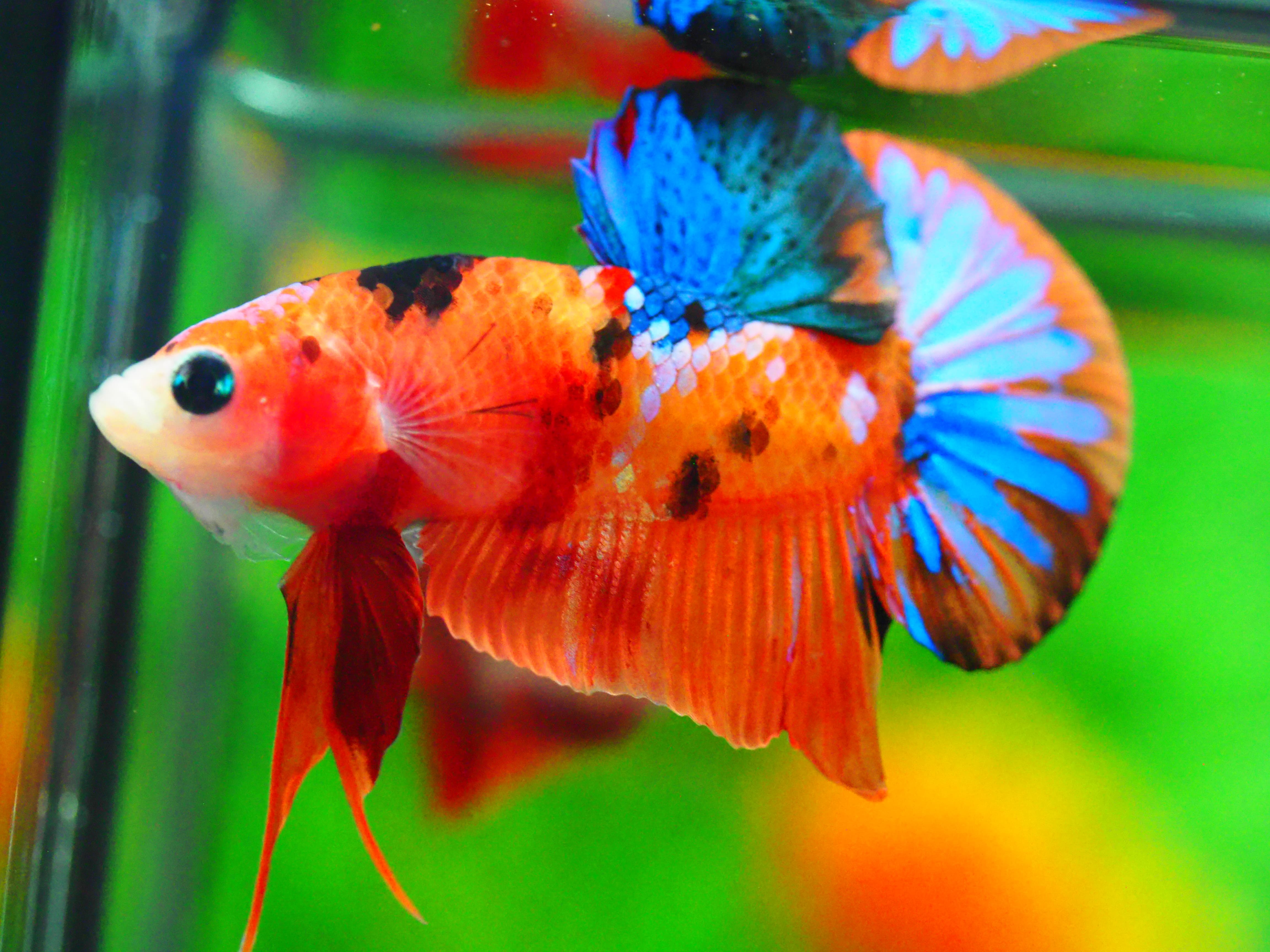 HMPK NEMO GALAXY MALE GRADE A +++