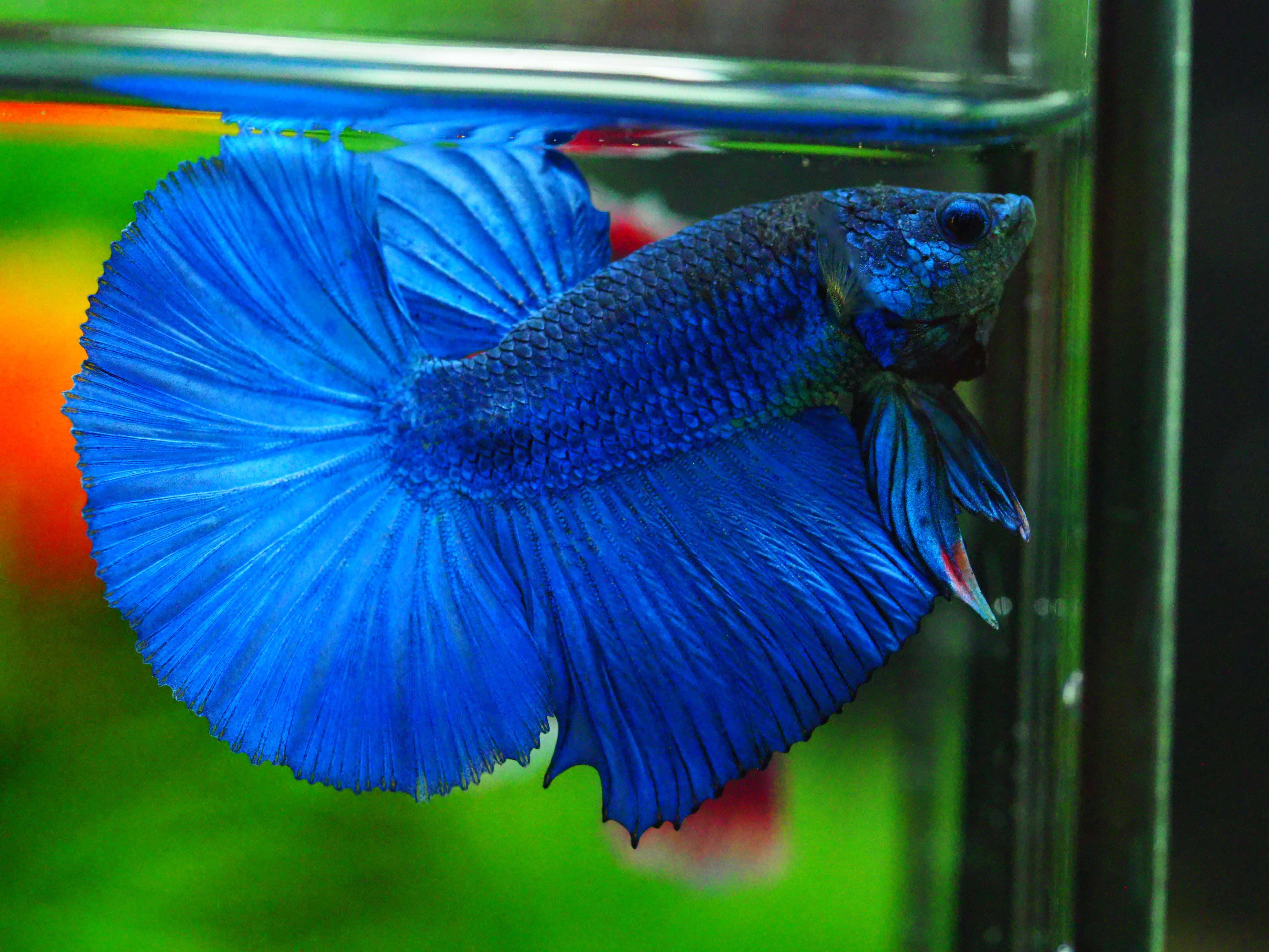 HM FANCY MALE GRADE A +++