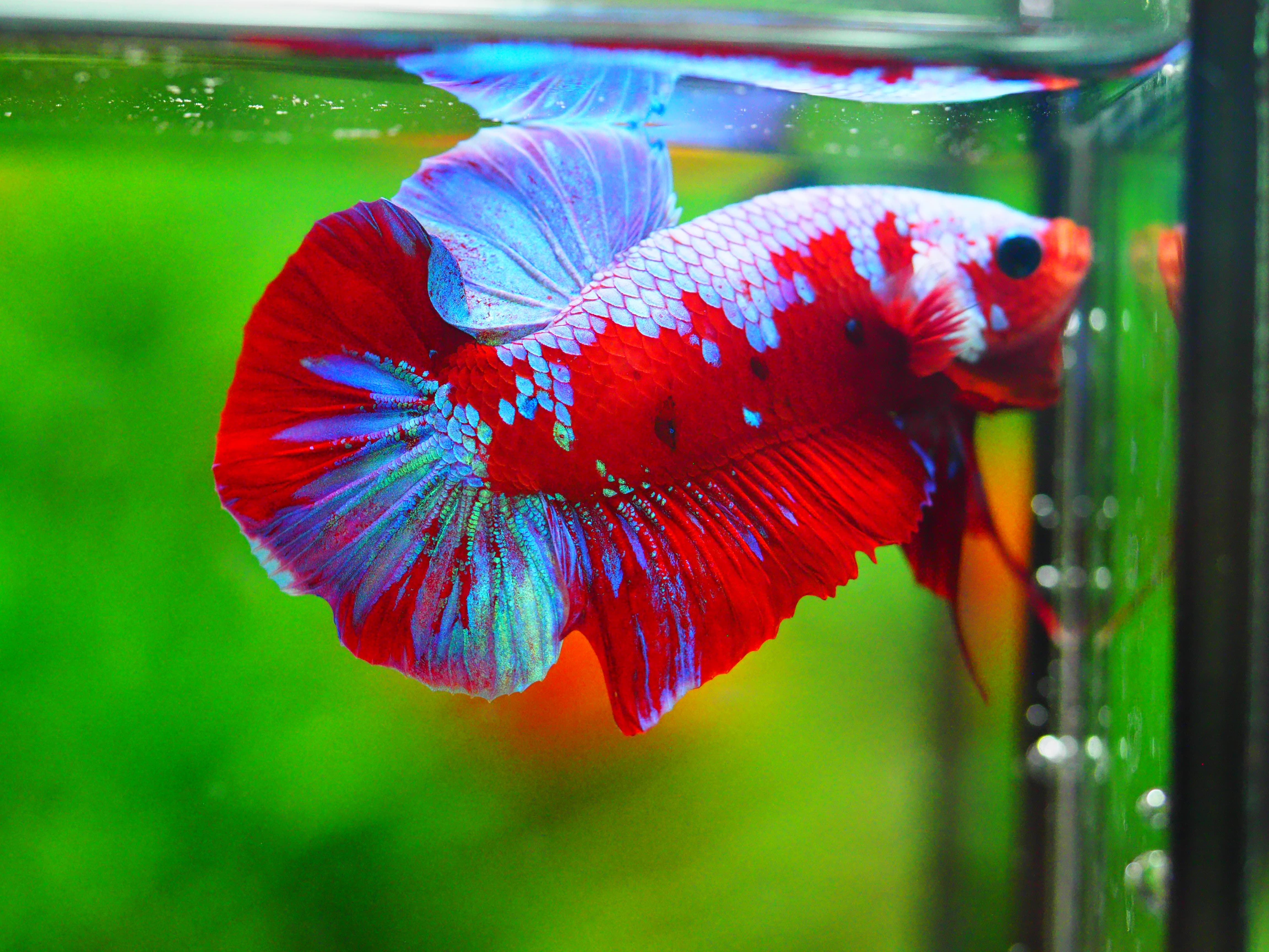 HMPK KOI GALAXY MALE GRADE A +++