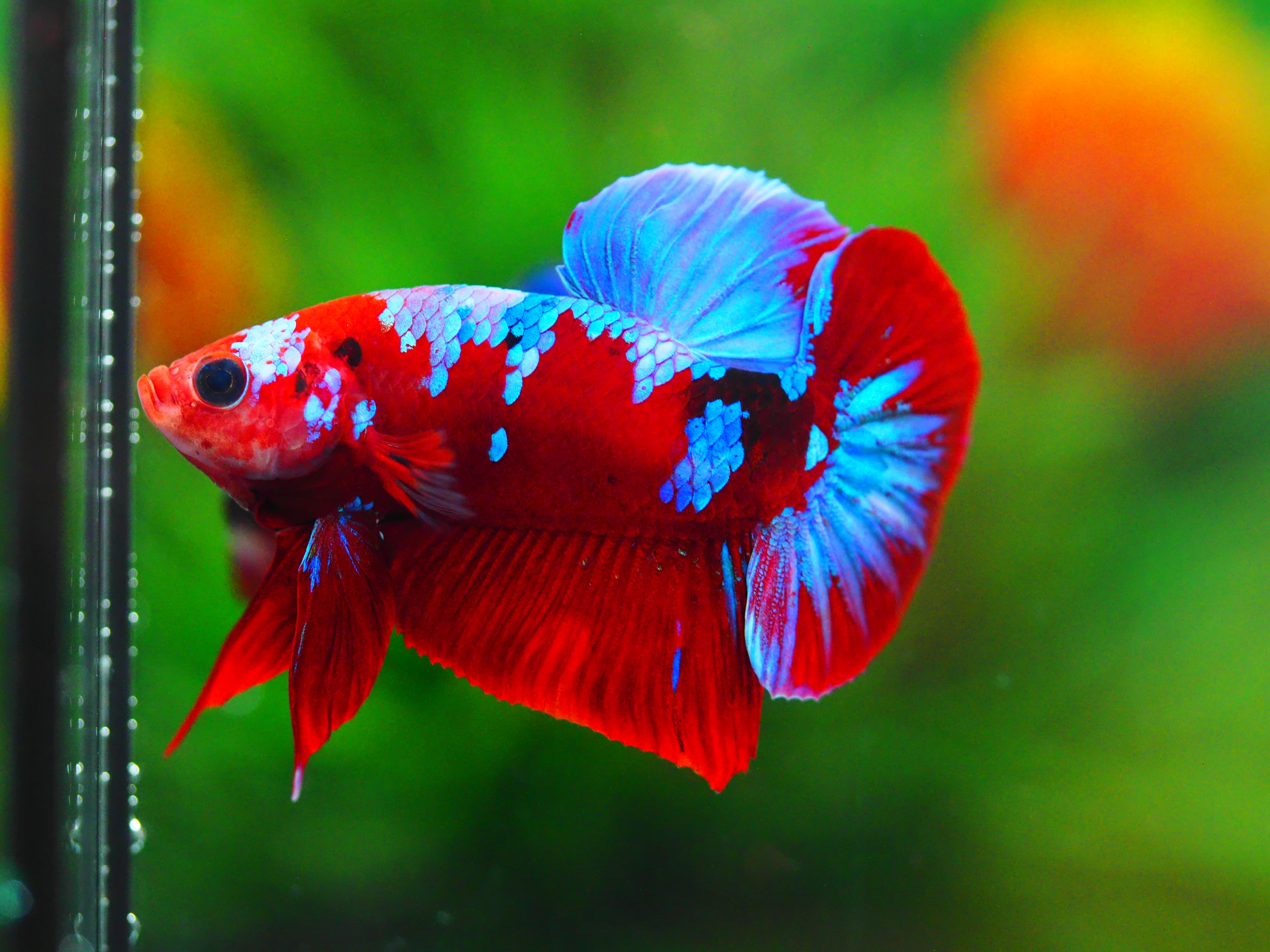 HMPK RED GALAXY MALE GRADE A++