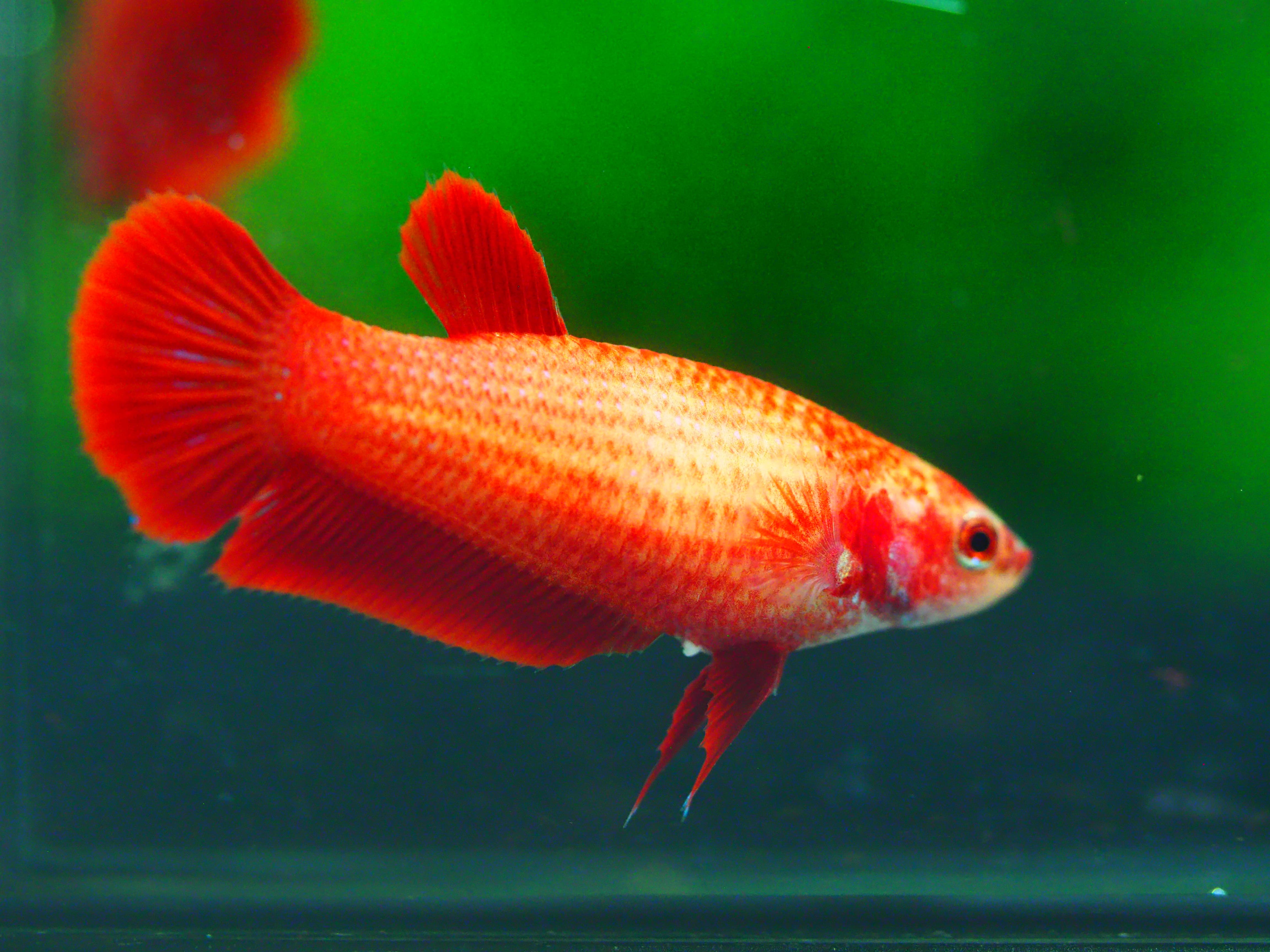 HMPK RED FEMALE GRADE A +++