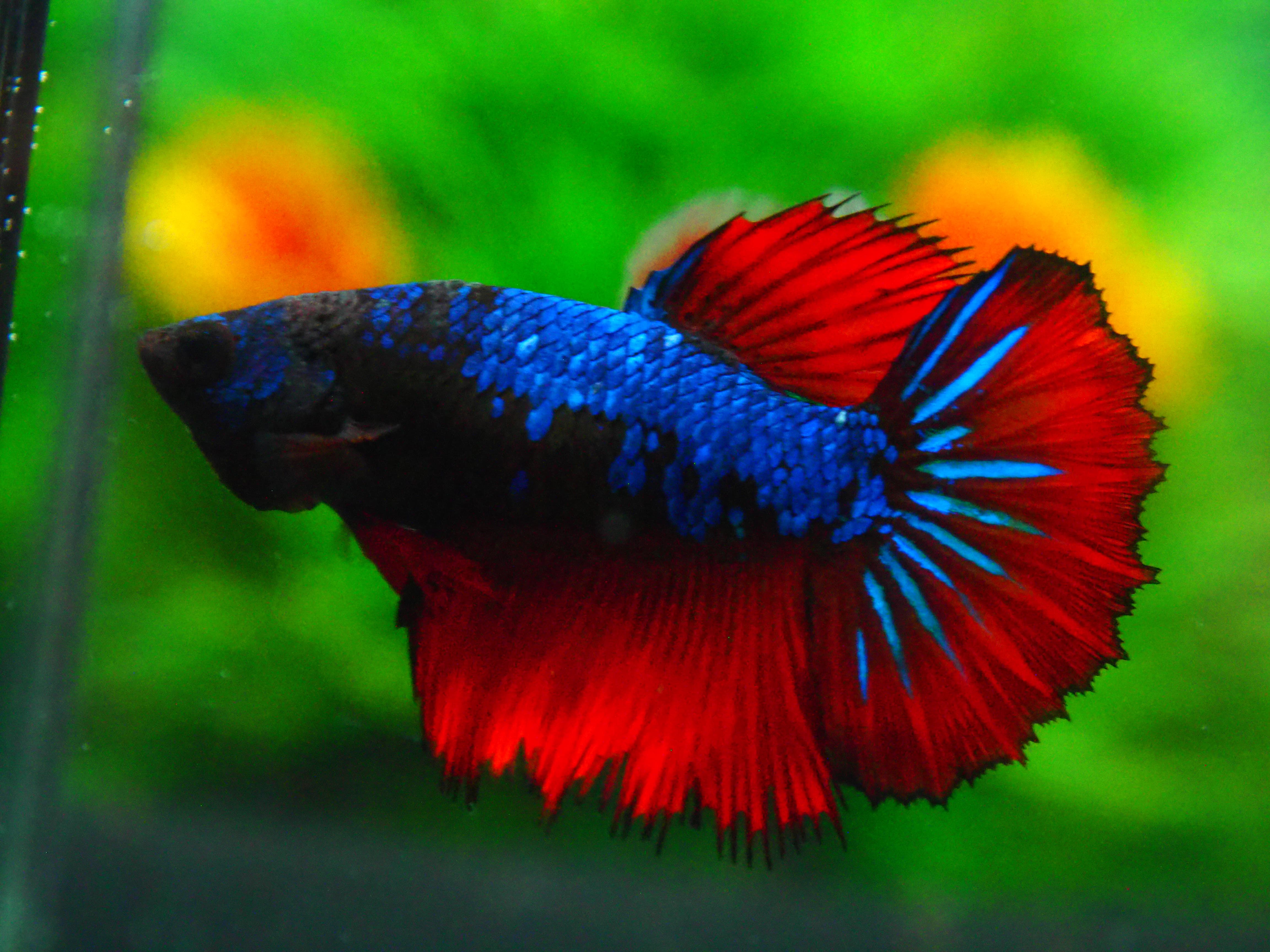 HM FANCY FN MALE GRADE A +++