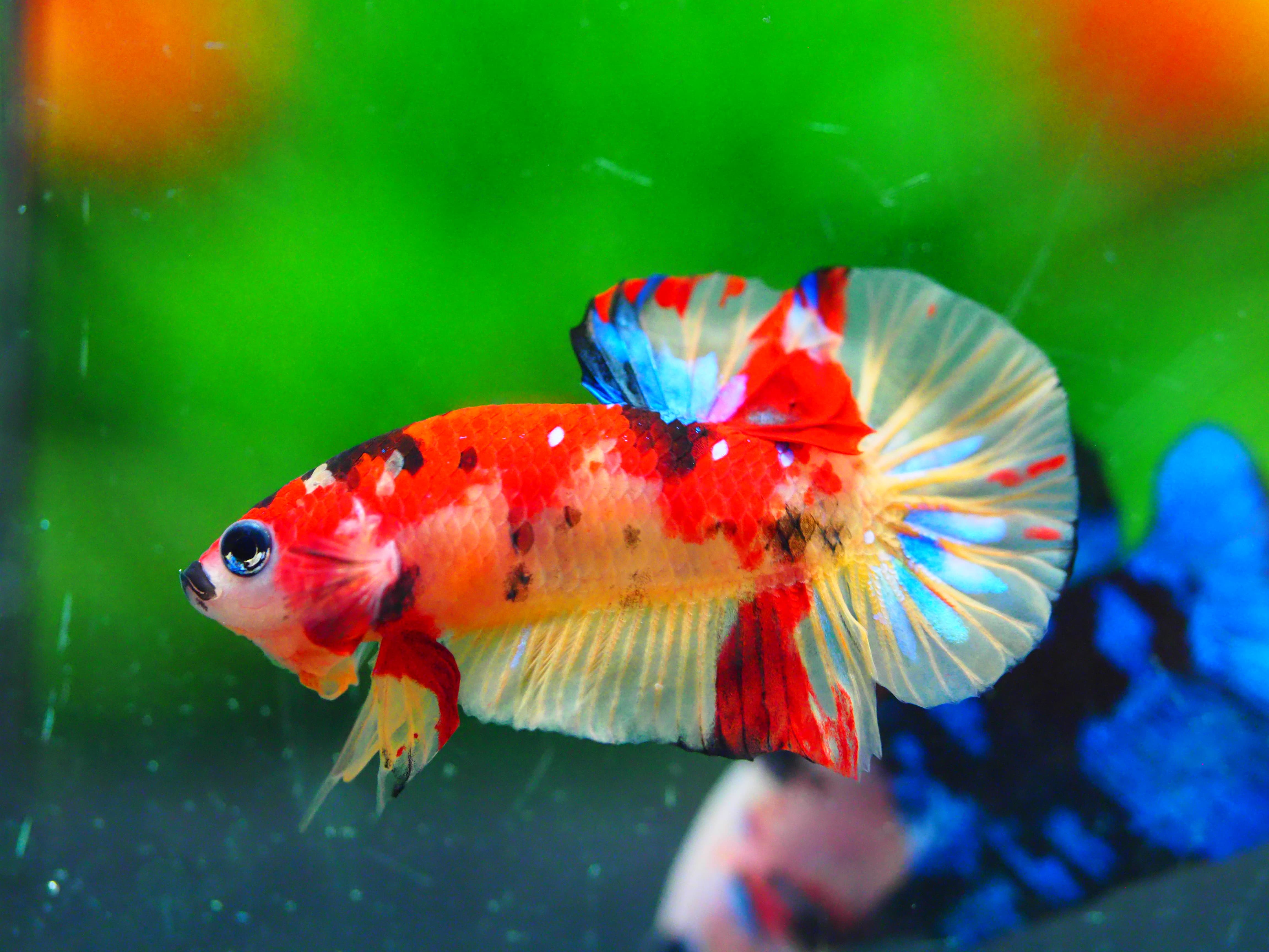 HMPK NEMO GALAXY MALE GRADE A +++